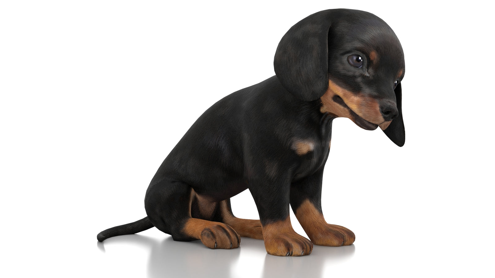 Dachshund Dog Puppy 3D Model Rigged 360° view 3 frame 3