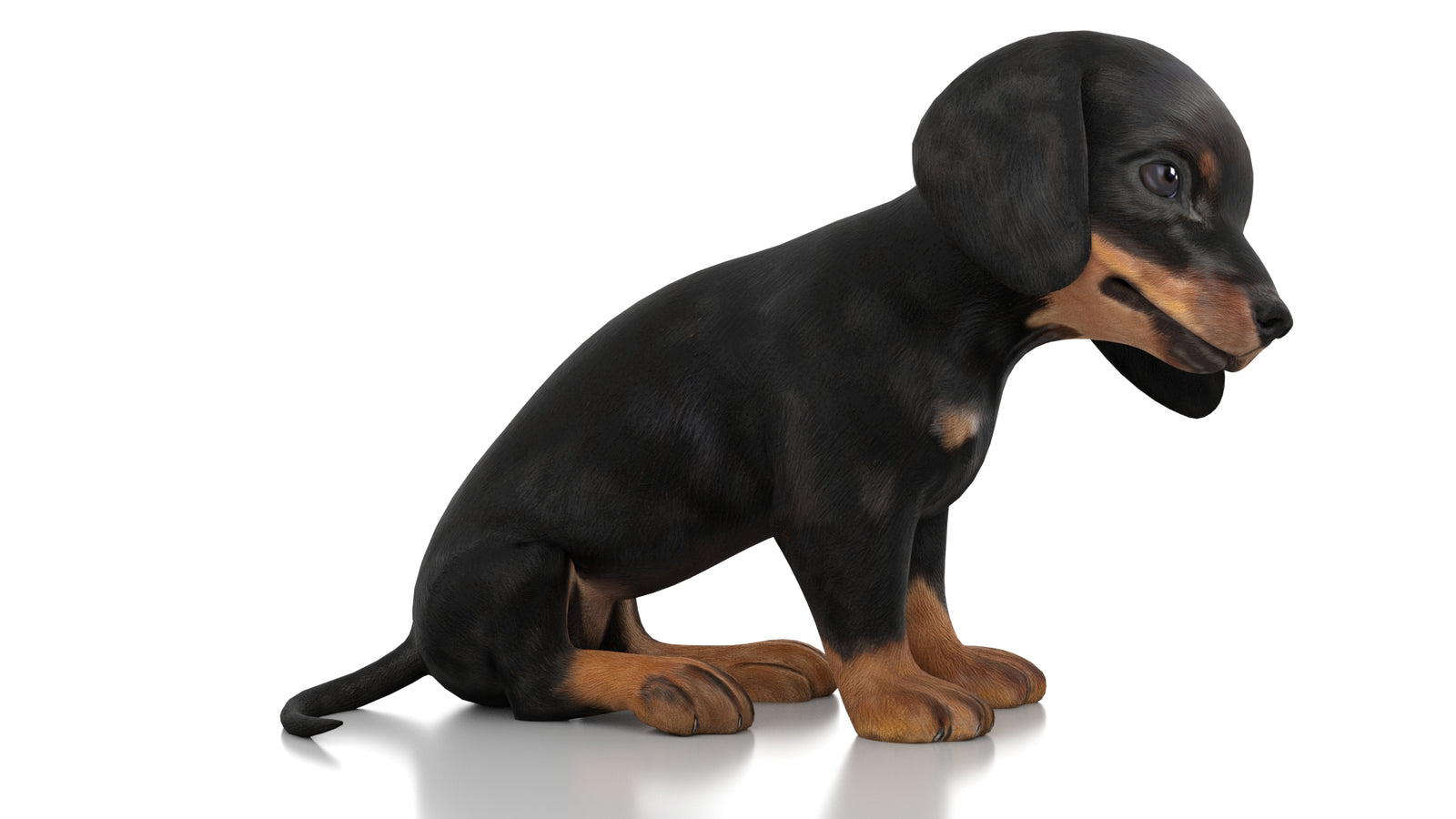 Dachshund Dog Puppy 3D Model Rigged 360° view 3 frame 5