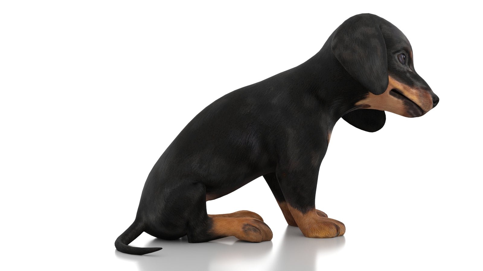 Dachshund Dog Puppy 3D Model Rigged 360° view 3 frame 8