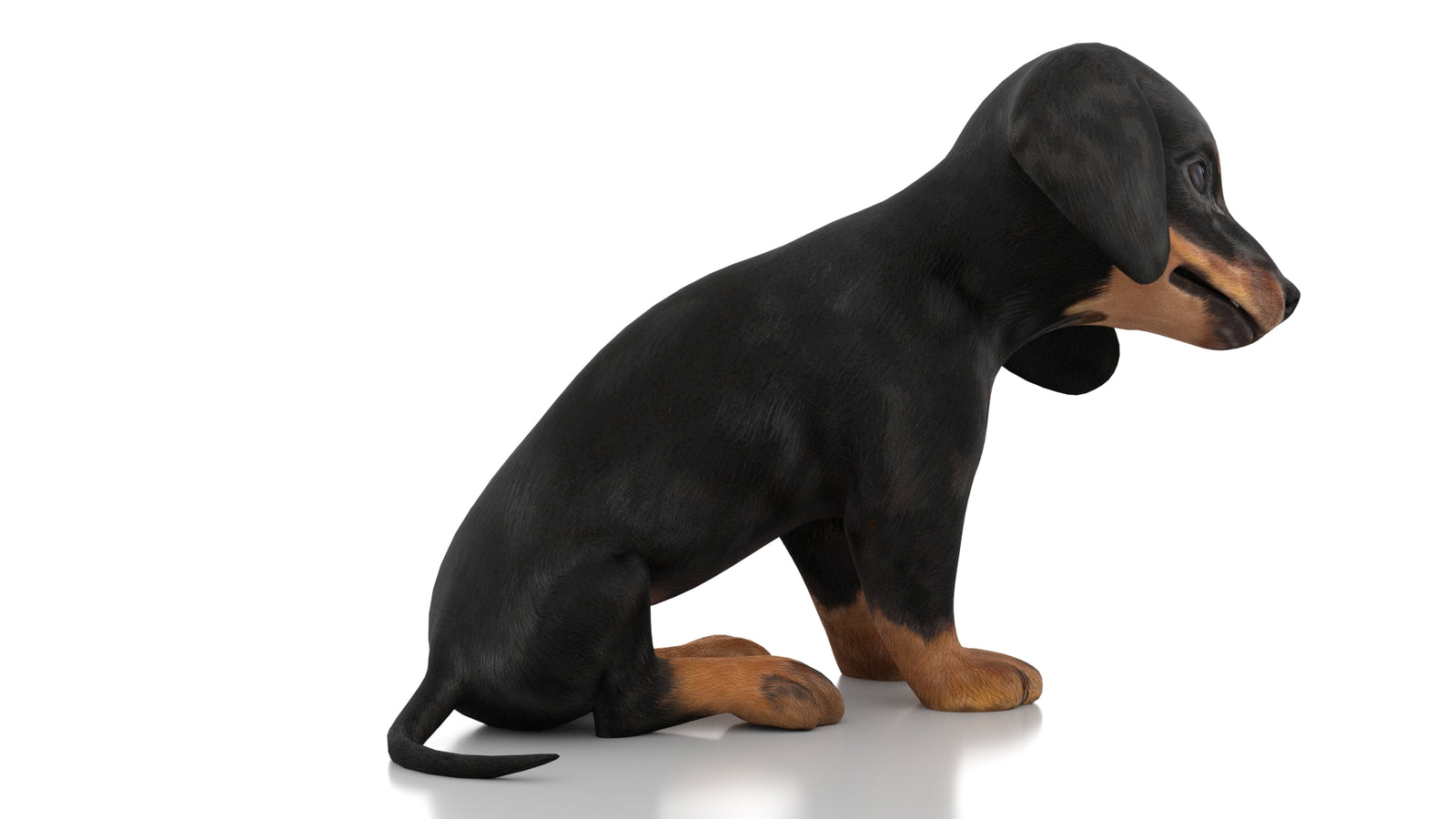 Dachshund Dog Puppy 3D Model Rigged 360° view 3 frame 9