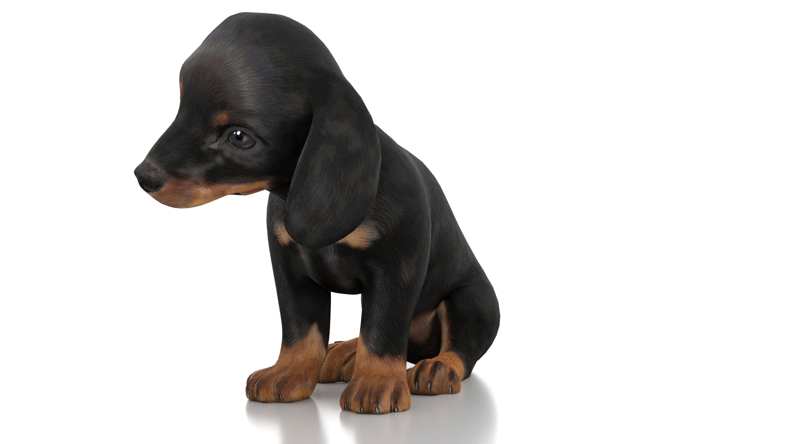 Dachshund Dog Puppy 3D Model Rigged 360° view 3 frame 31