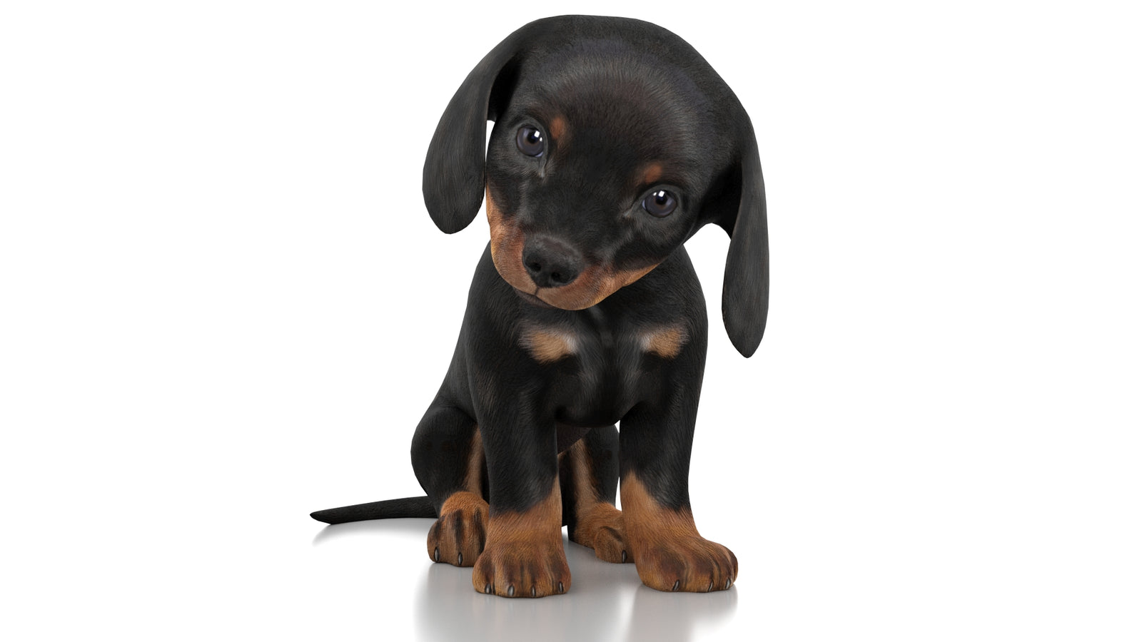 Dachshund Dog Puppy 3D Model Rigged 360° view 3 frame 35