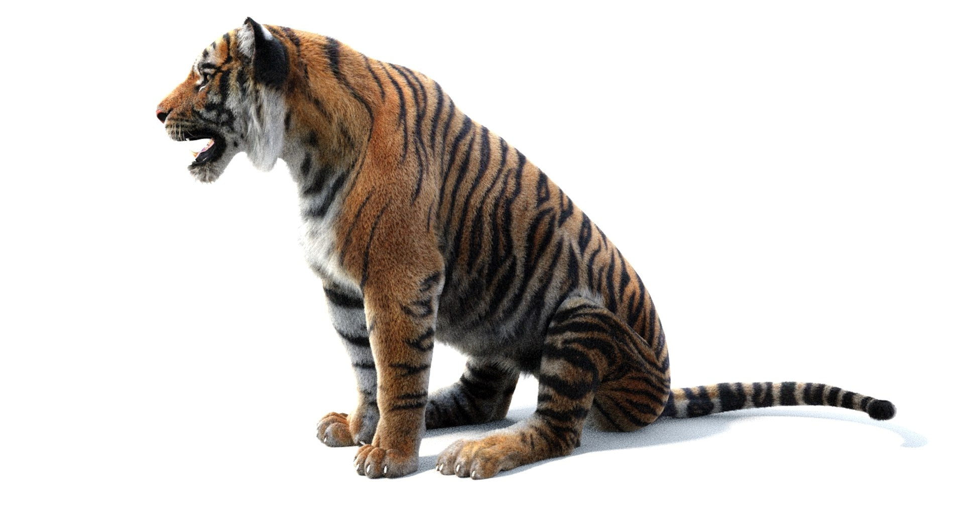 Sitting Tiger 3D Model for Download