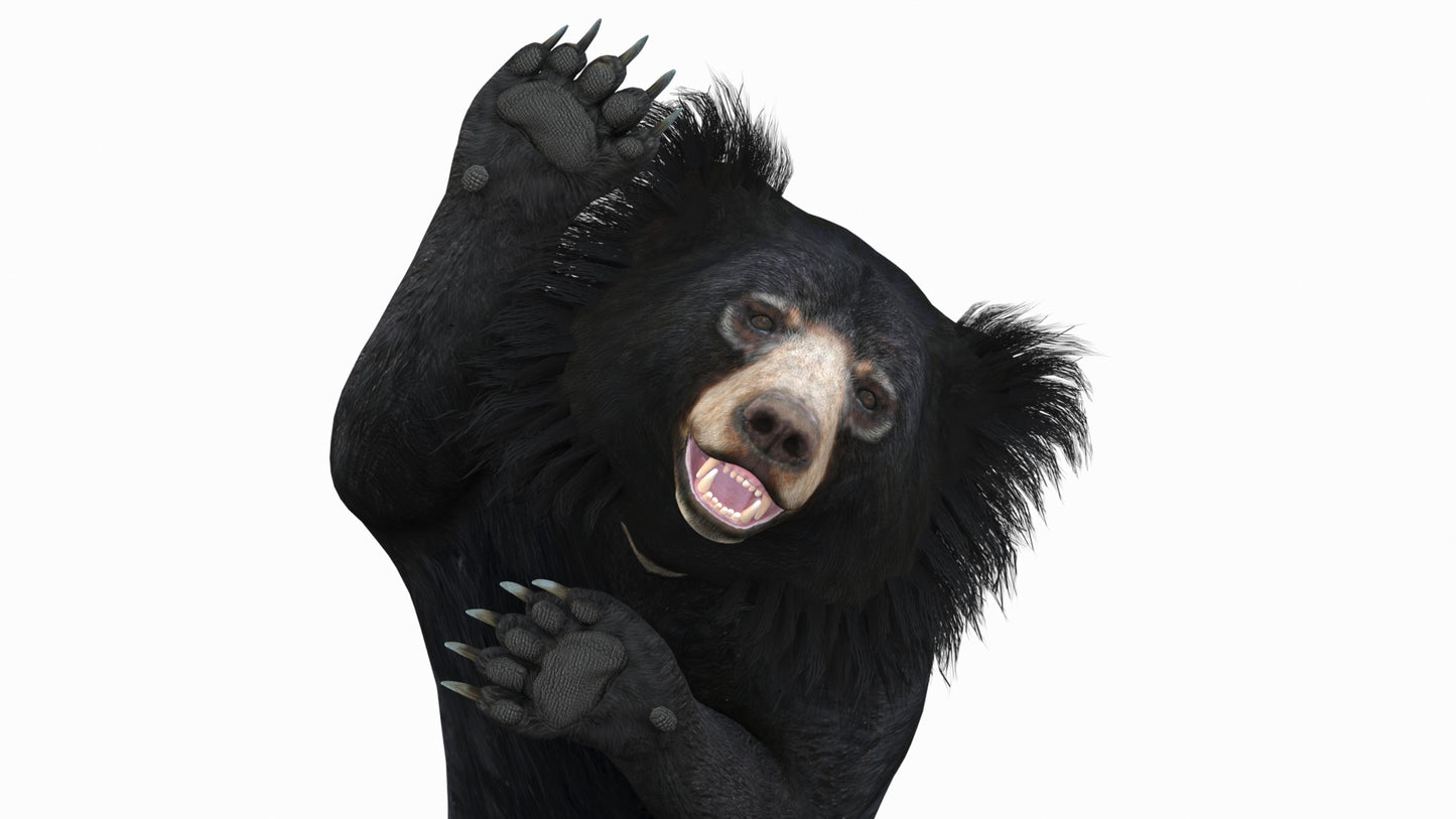 Sloth Bear 3D Model with 3ds Max CAT Rigging for Download