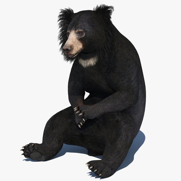 Sloth Bear 3D Model Animated