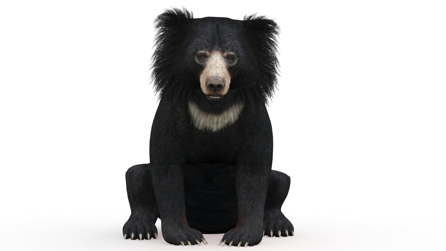 Animated Bear Family 3D Bundle — Black Bear and Sloth Bear
