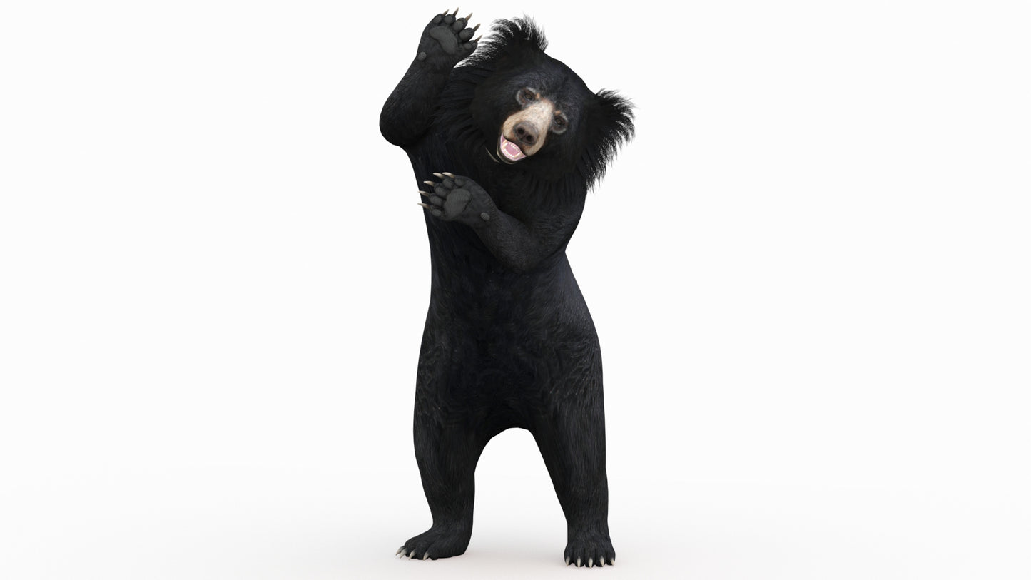 Animated Bear Family 3D Bundle — Black Bear and Sloth Bear