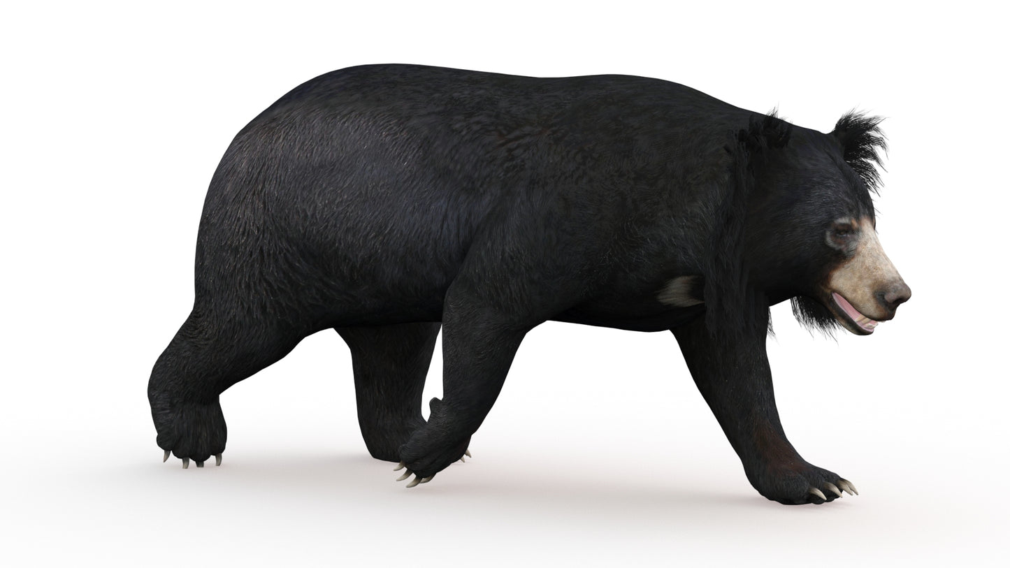 Animated Bear Family 3D Bundle — Black Bear and Sloth Bear