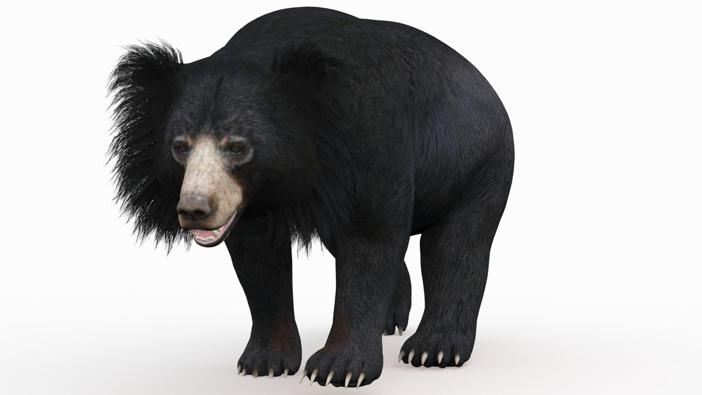 Animated Bear Family 3D Bundle — Black Bear and Sloth Bear