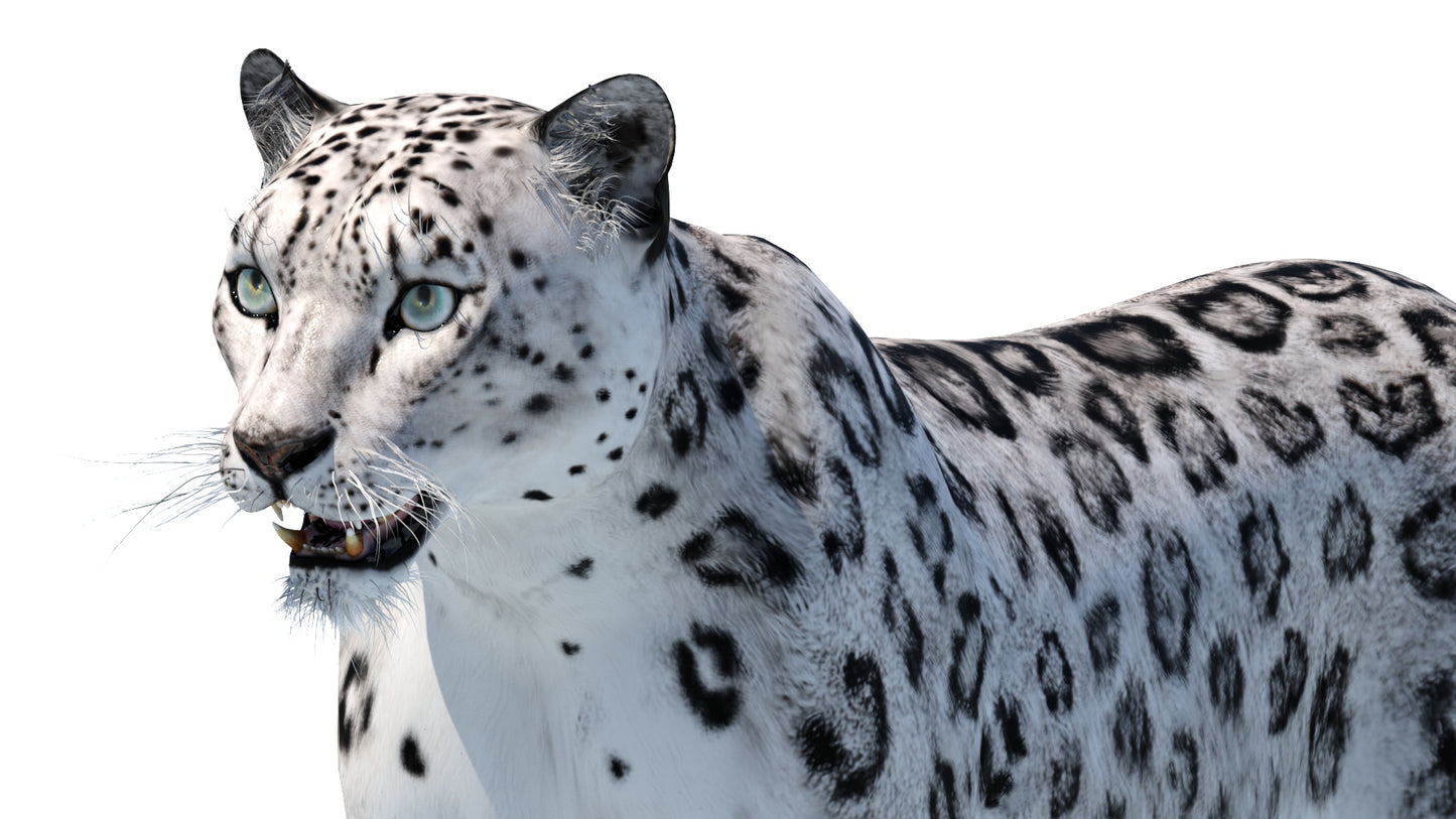 Realistic Snow Leopard 3D Model for Download: Head Close Up View