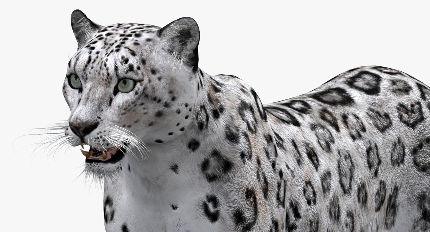 Big Cats 03 3D Model