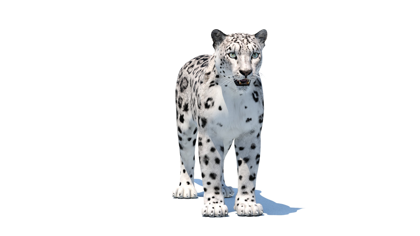 Snow Leopard 3D Model 360° view 1 frame 2
