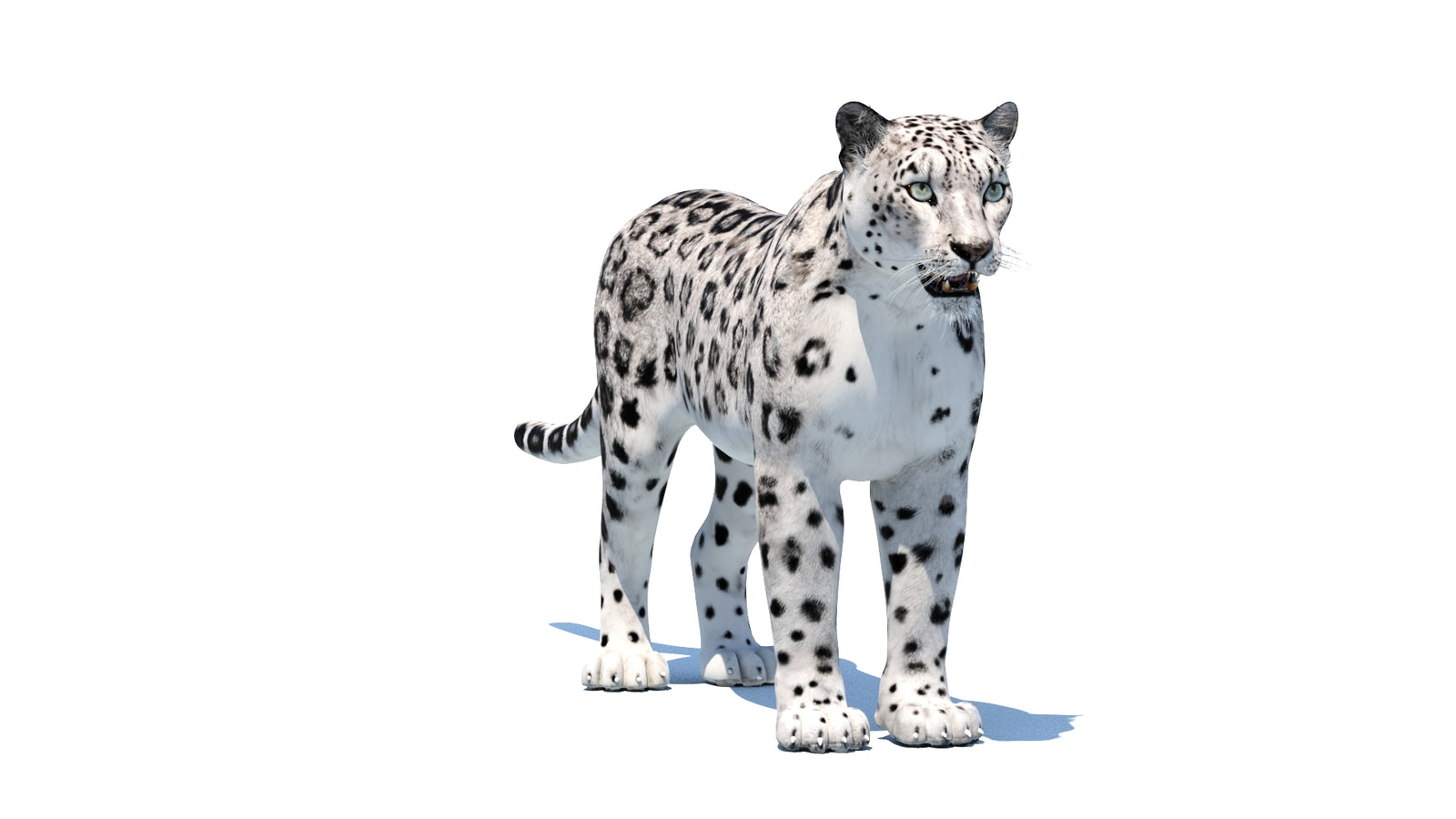 Snow Leopard 3D Model 360° view 1 frame 3