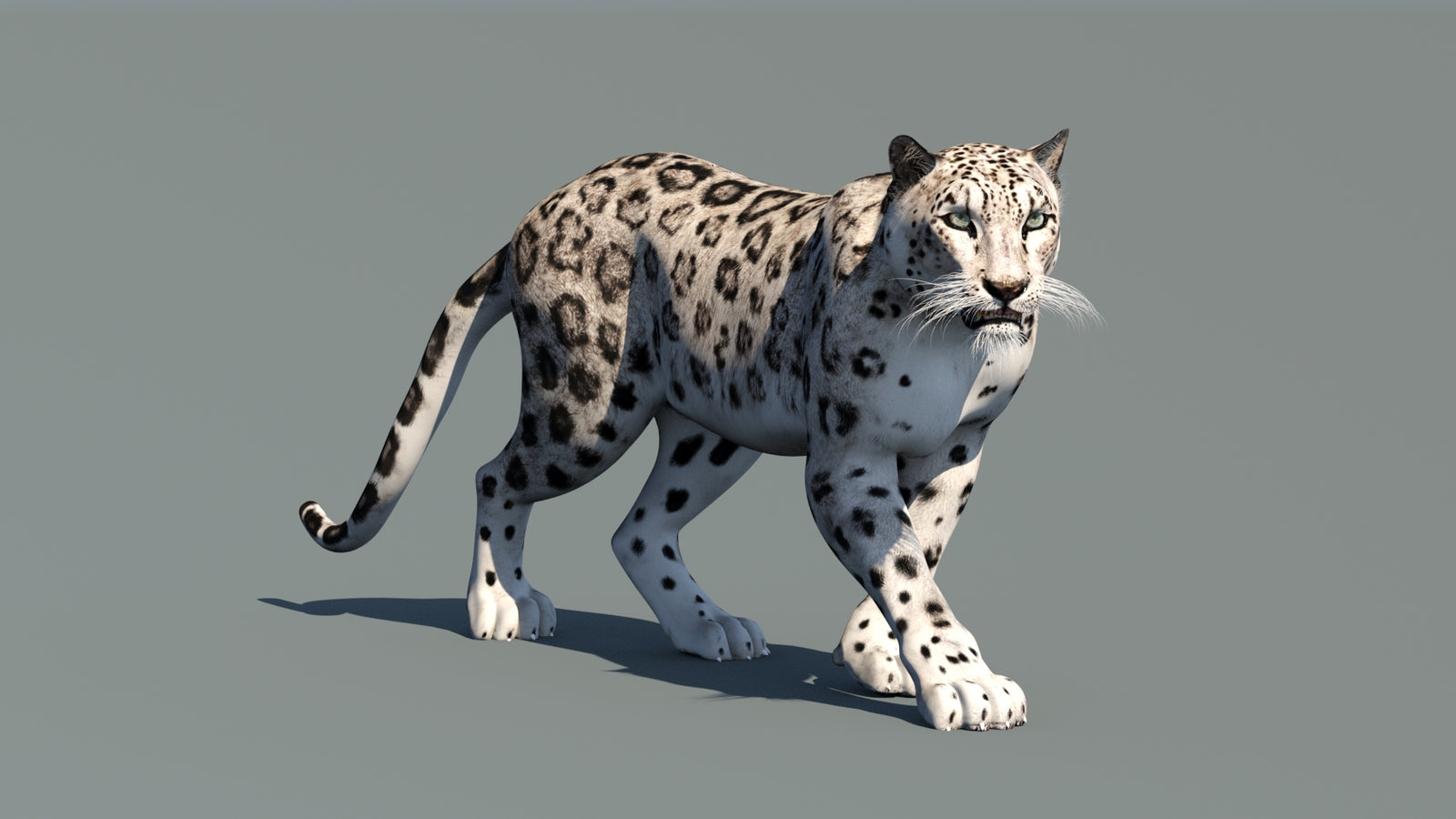 Snow Leopard 3D Model Animated 360° view 1 frame 3