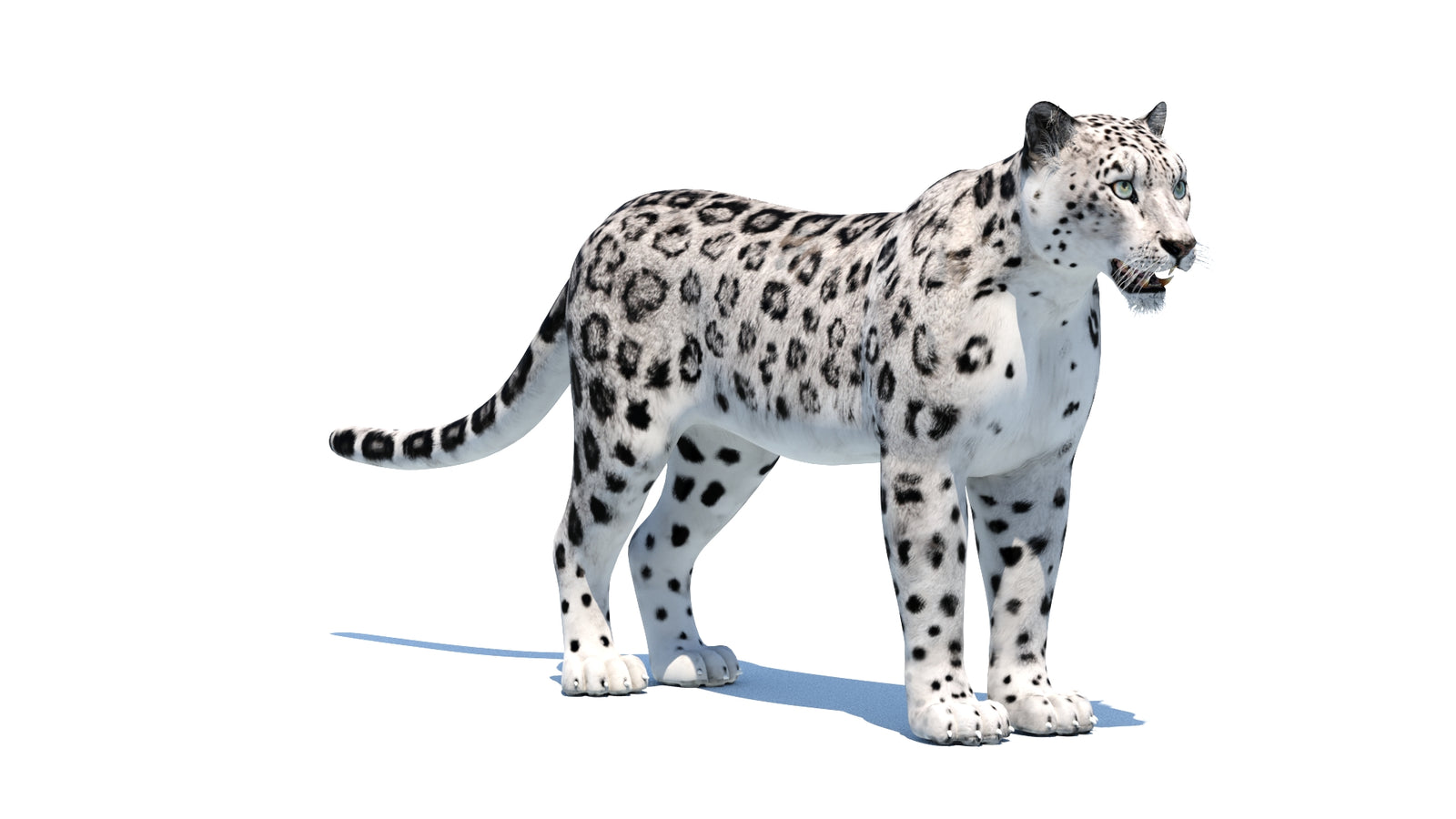 Snow Leopard 3D Model 360° view 1 frame 5