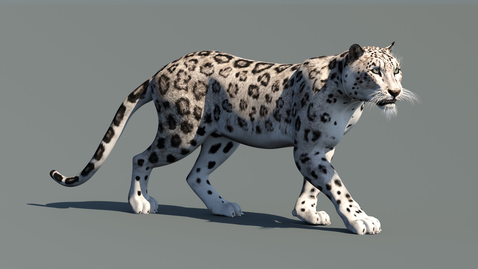 Snow Leopard 3D Model Animated 360° view 1 frame 5