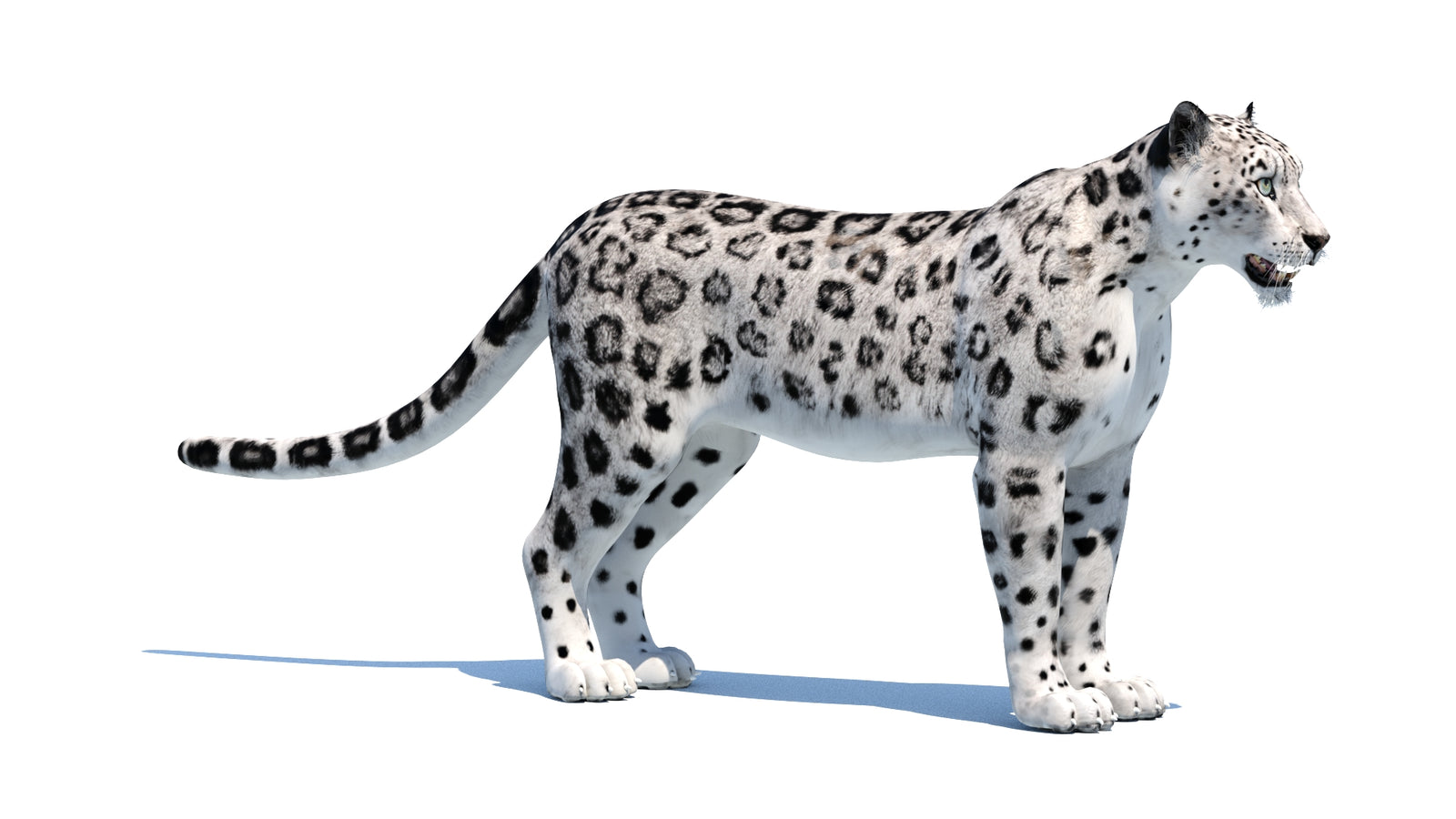 Snow Leopard 3D Model 360° view 1 frame 7
