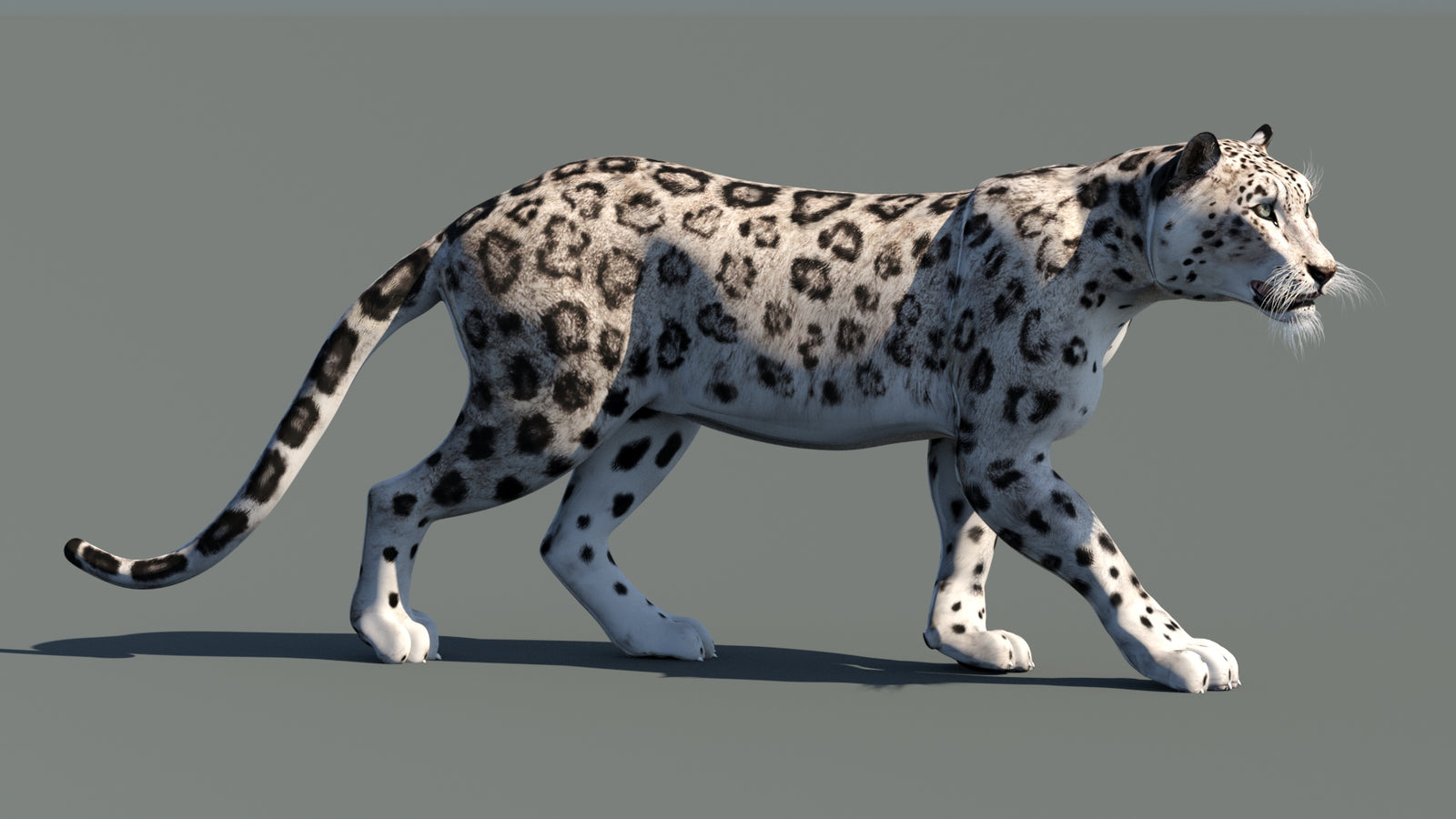 Snow Leopard 3D Model Animated 360° view 1 frame 7