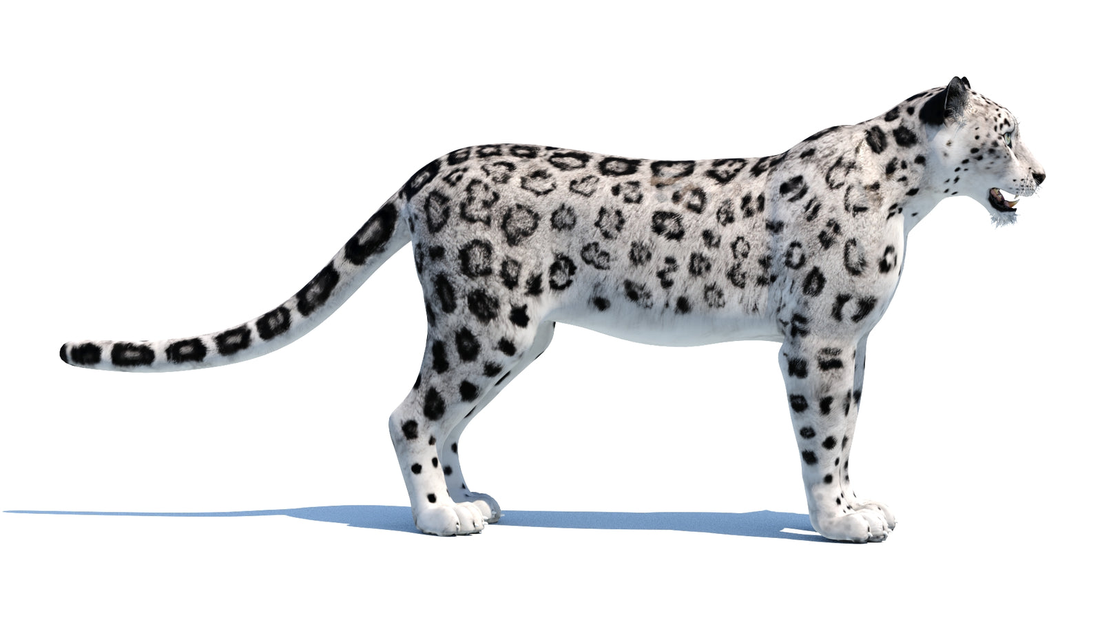 Snow Leopard 3D Model 360° view 1 frame 9