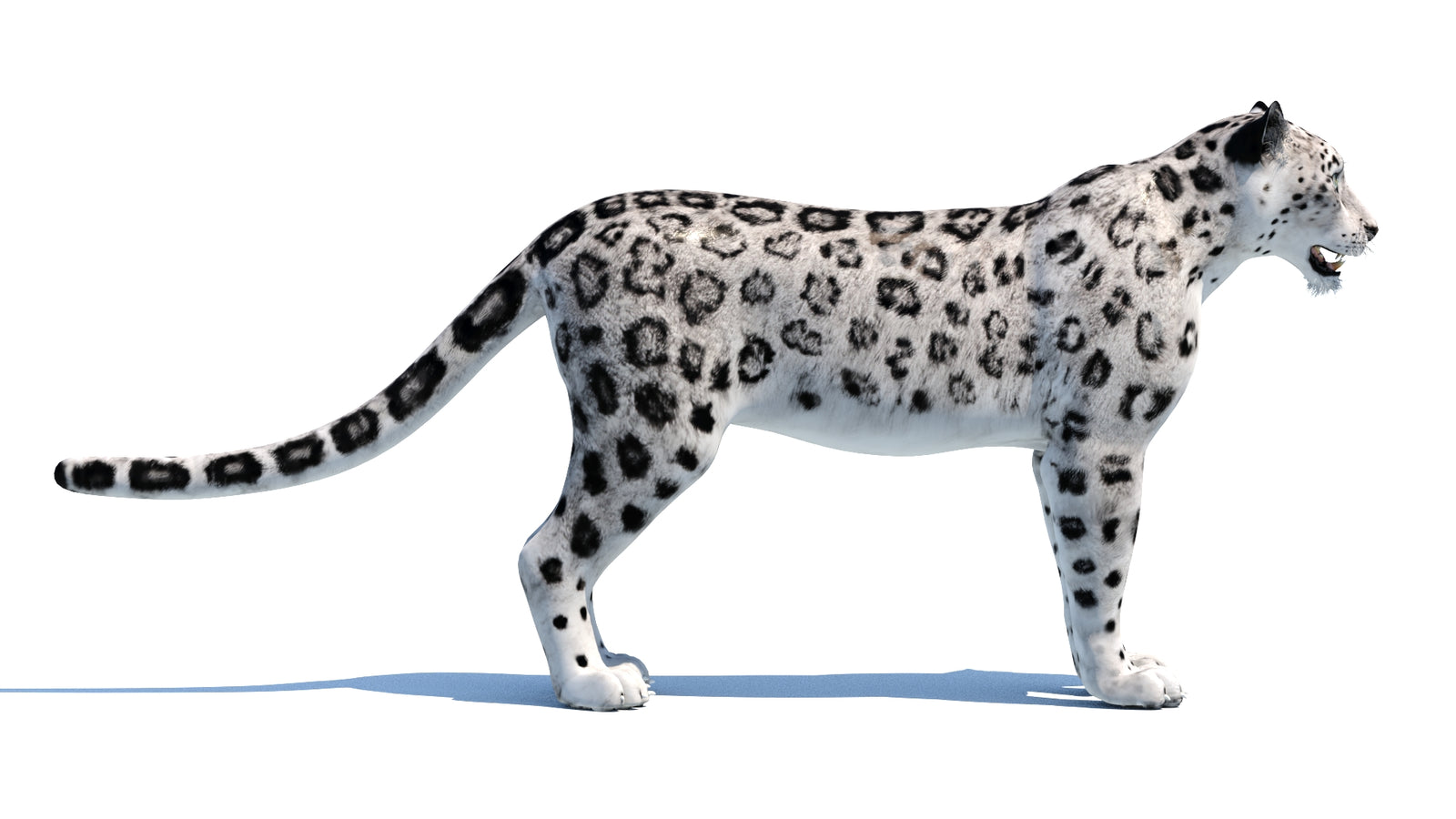 Snow Leopard 3D Model 360° view 1 frame 10
