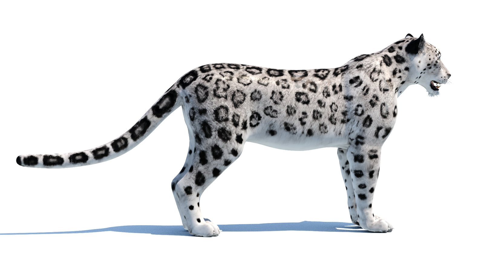 Snow Leopard 3D Model 360° view 1 frame 11