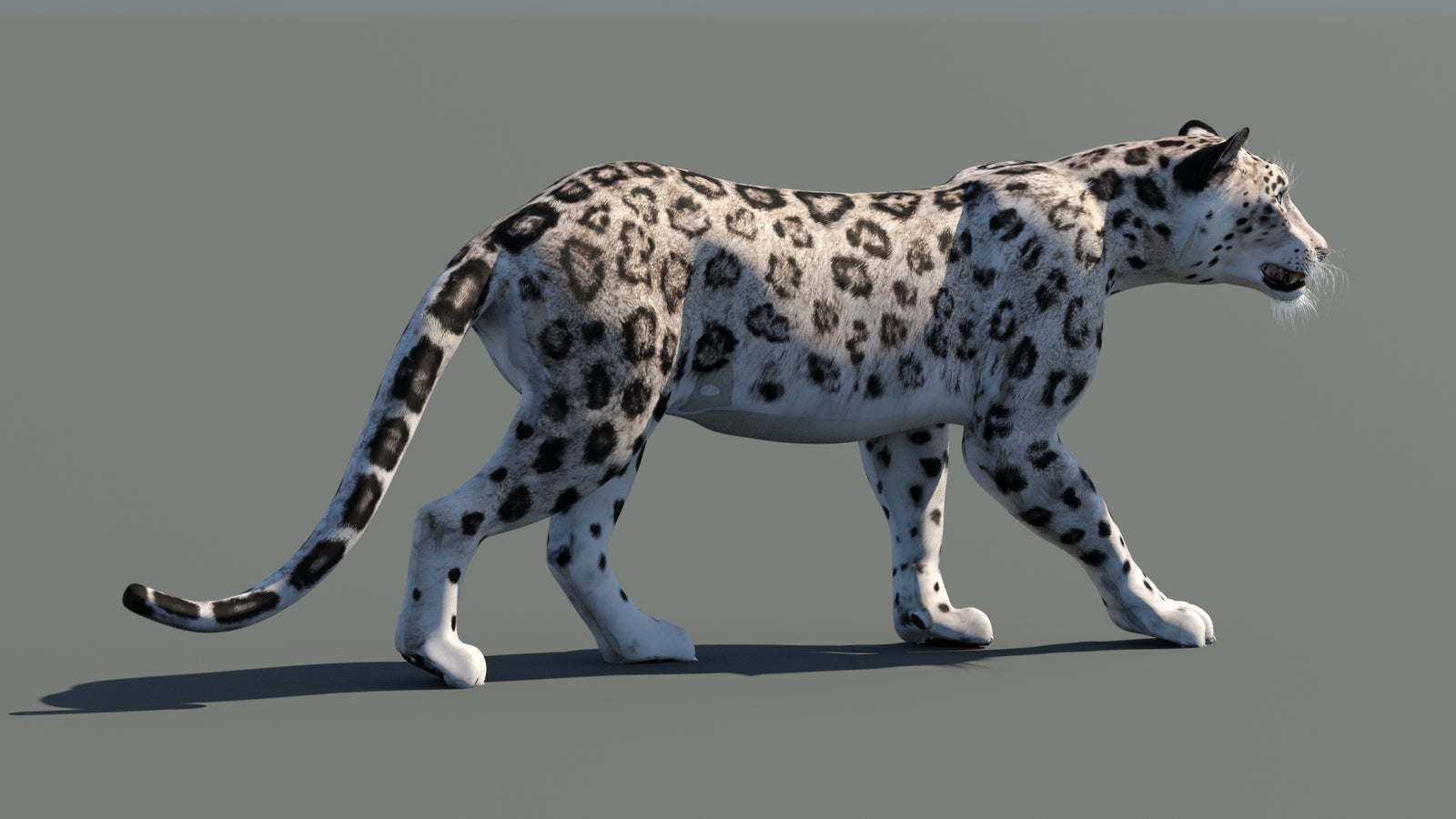Snow Leopard 3D Model Animated 360° view 1 frame 11