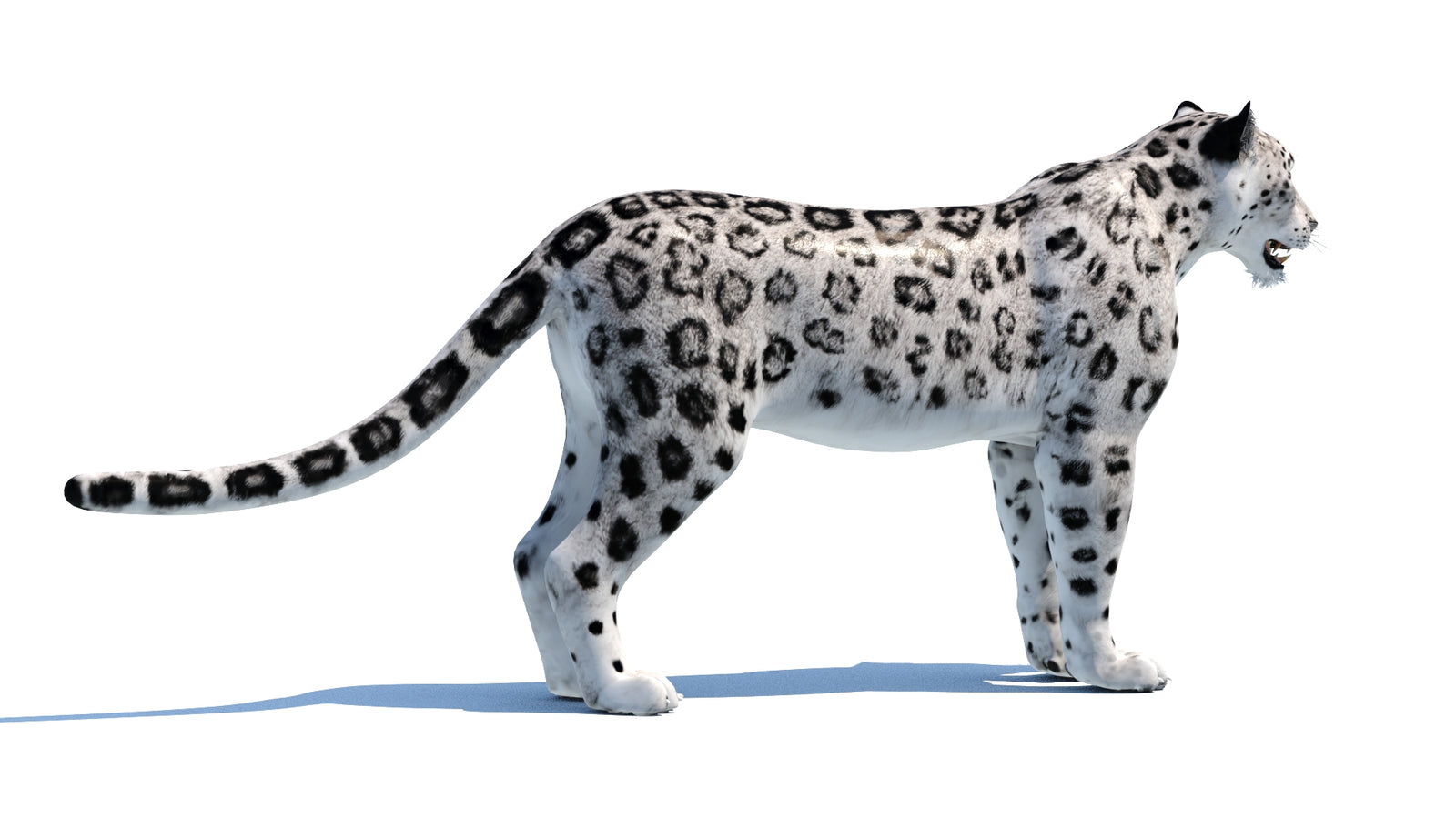 Snow Leopard 3D Model 360° view 1 frame 12