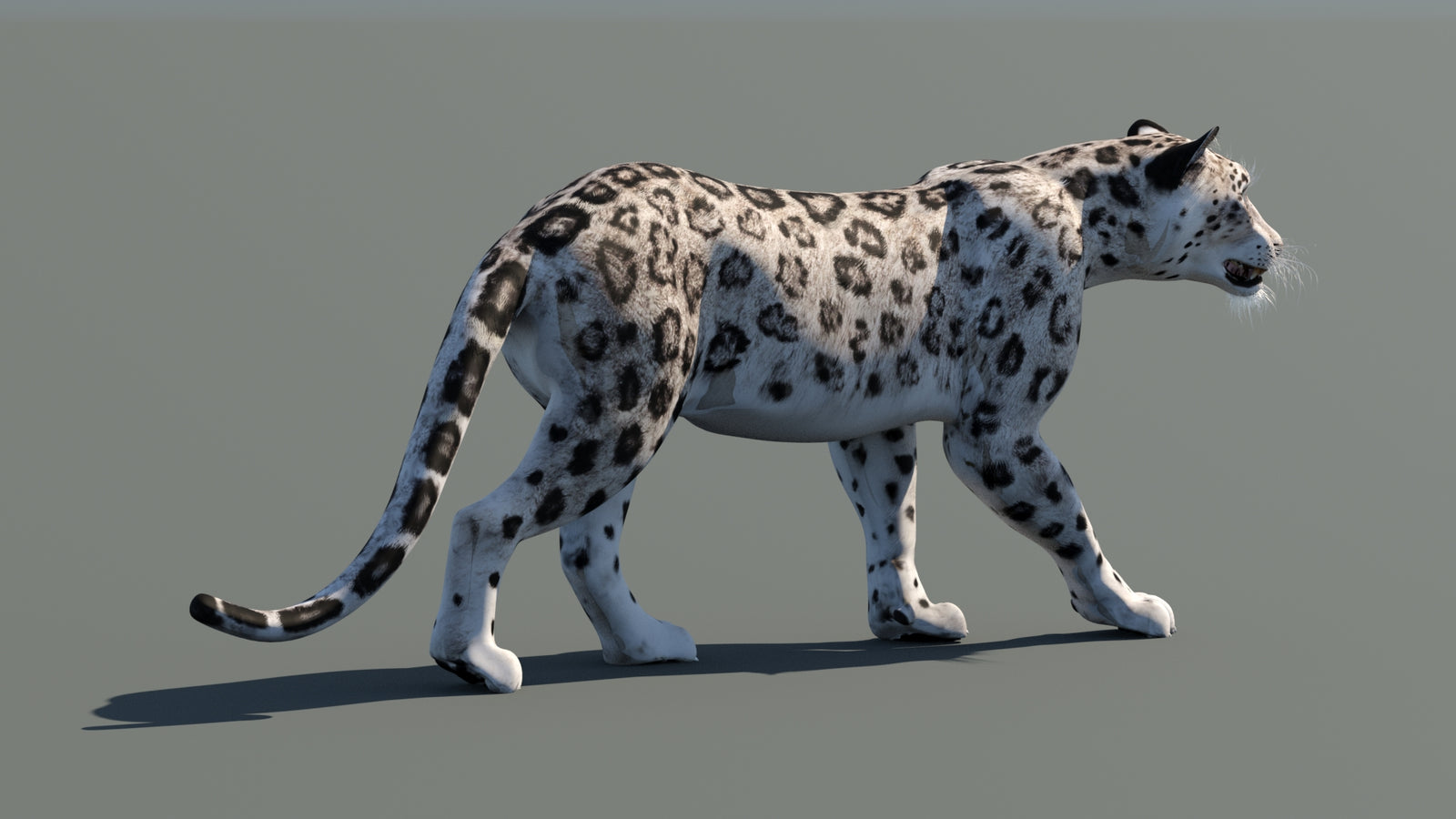 Snow Leopard 3D Model Animated 360° view 1 frame 12