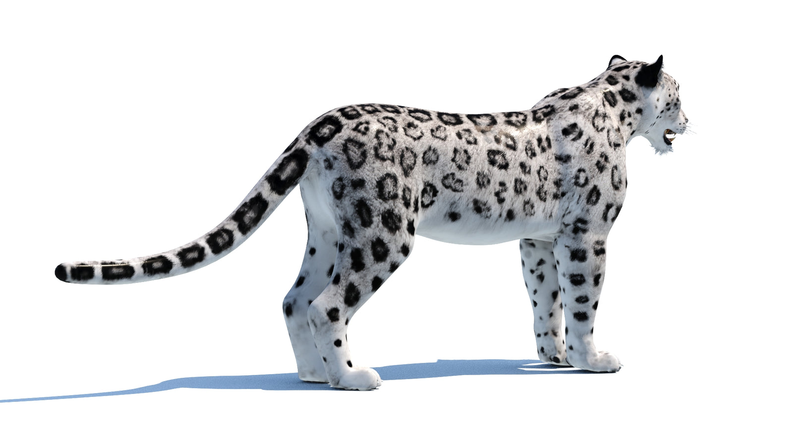 Snow Leopard 3D Model 360° view 1 frame 13