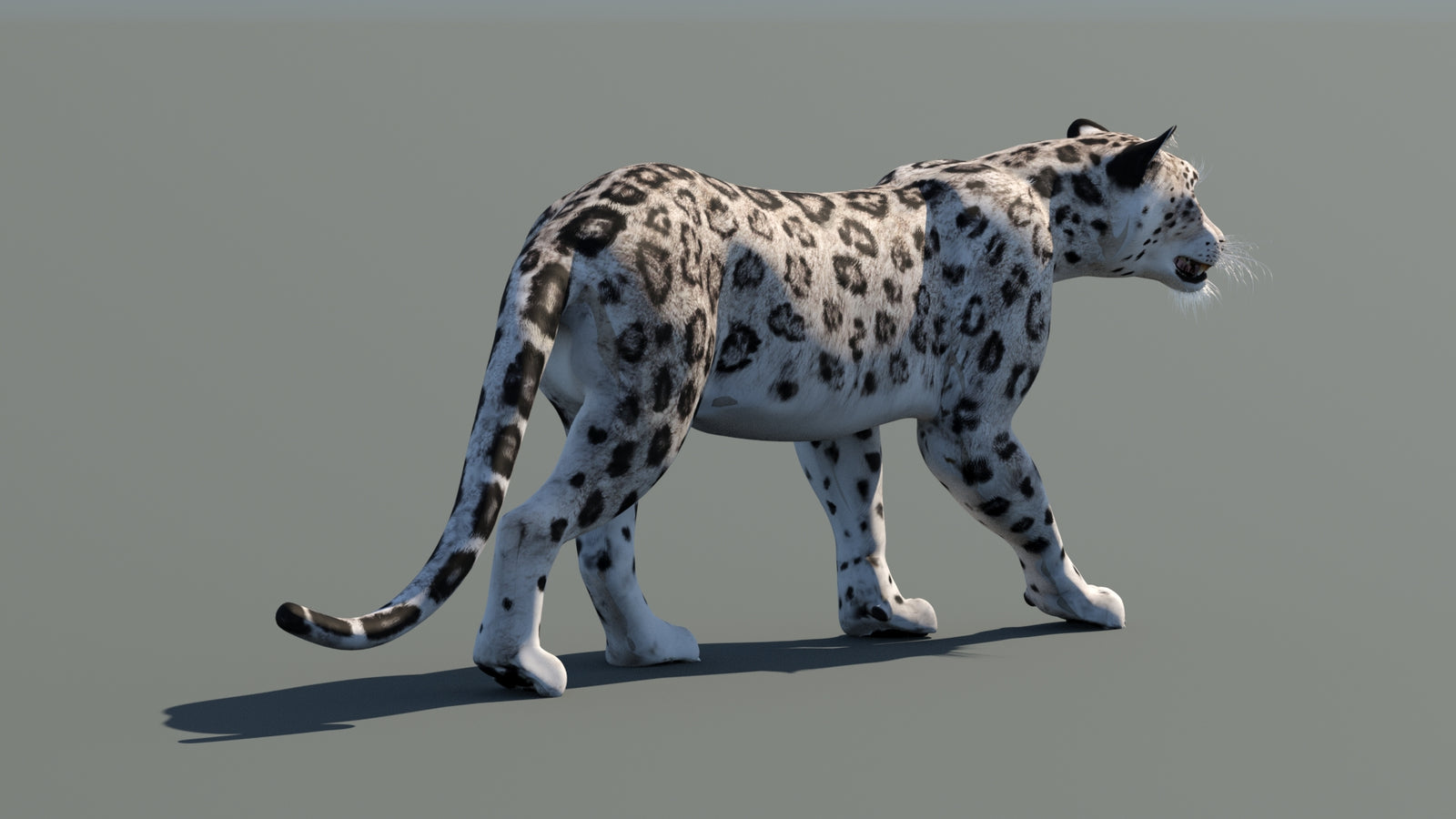 Snow Leopard 3D Model Animated 360° view 1 frame 13