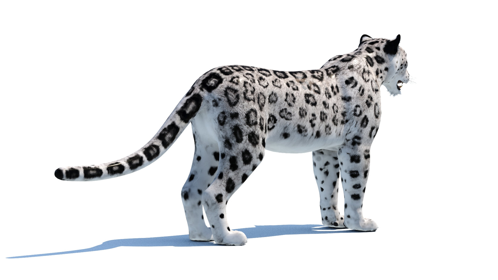 Snow Leopard 3D Model 360° view 1 frame 14