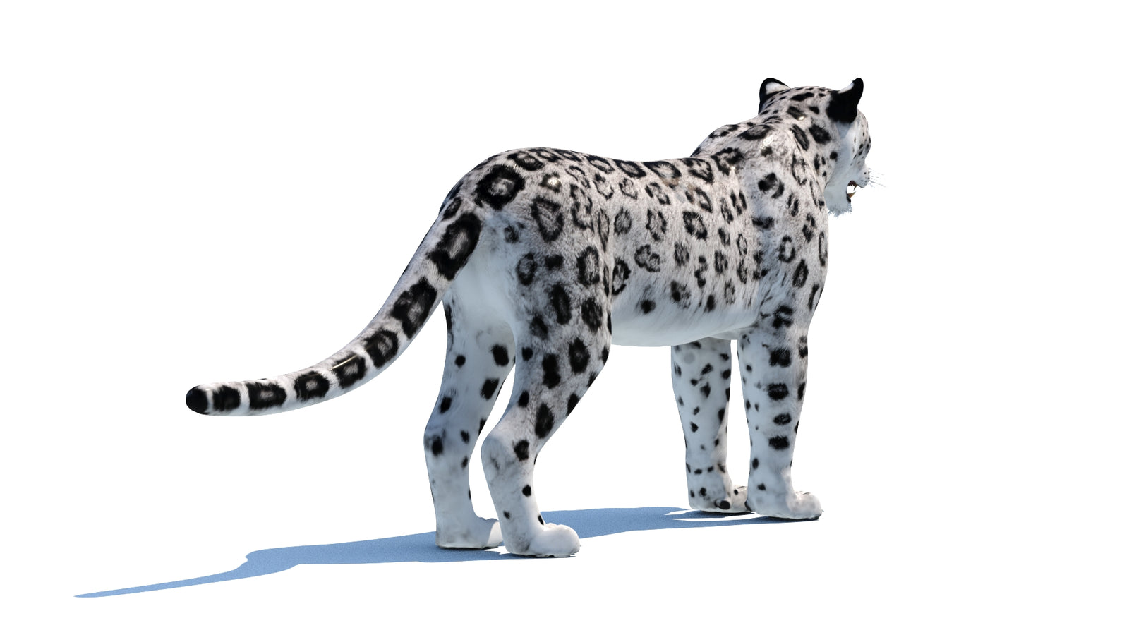 Snow Leopard 3D Model 360° view 1 frame 15