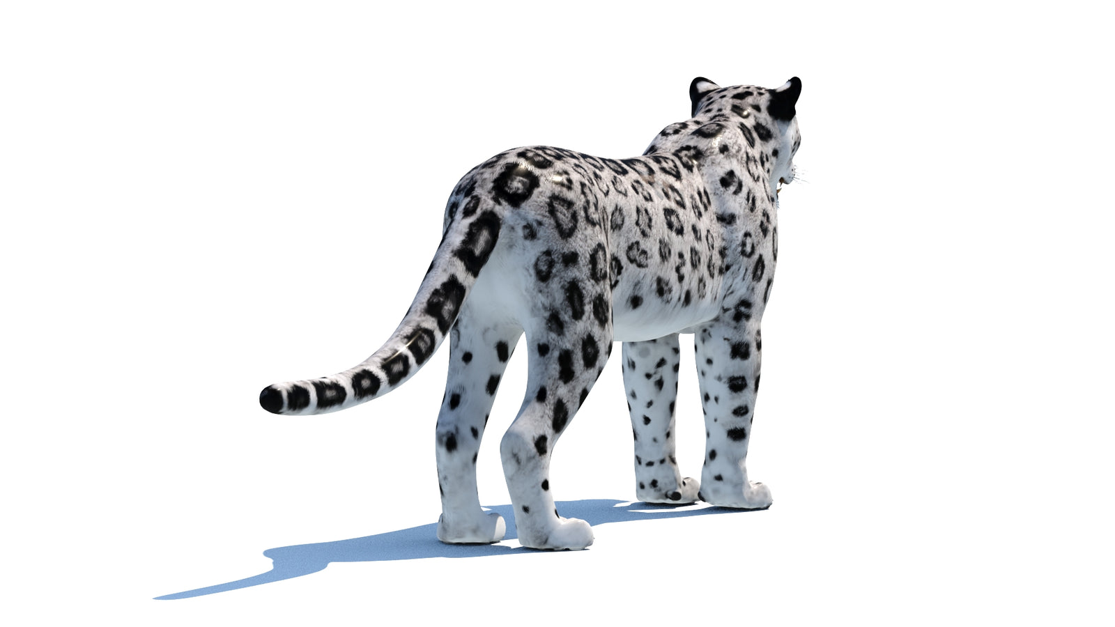 Snow Leopard 3D Model 360° view 1 frame 16
