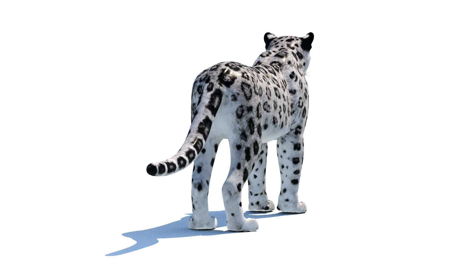 Snow Leopard 3D Model 360° view 1 frame 17