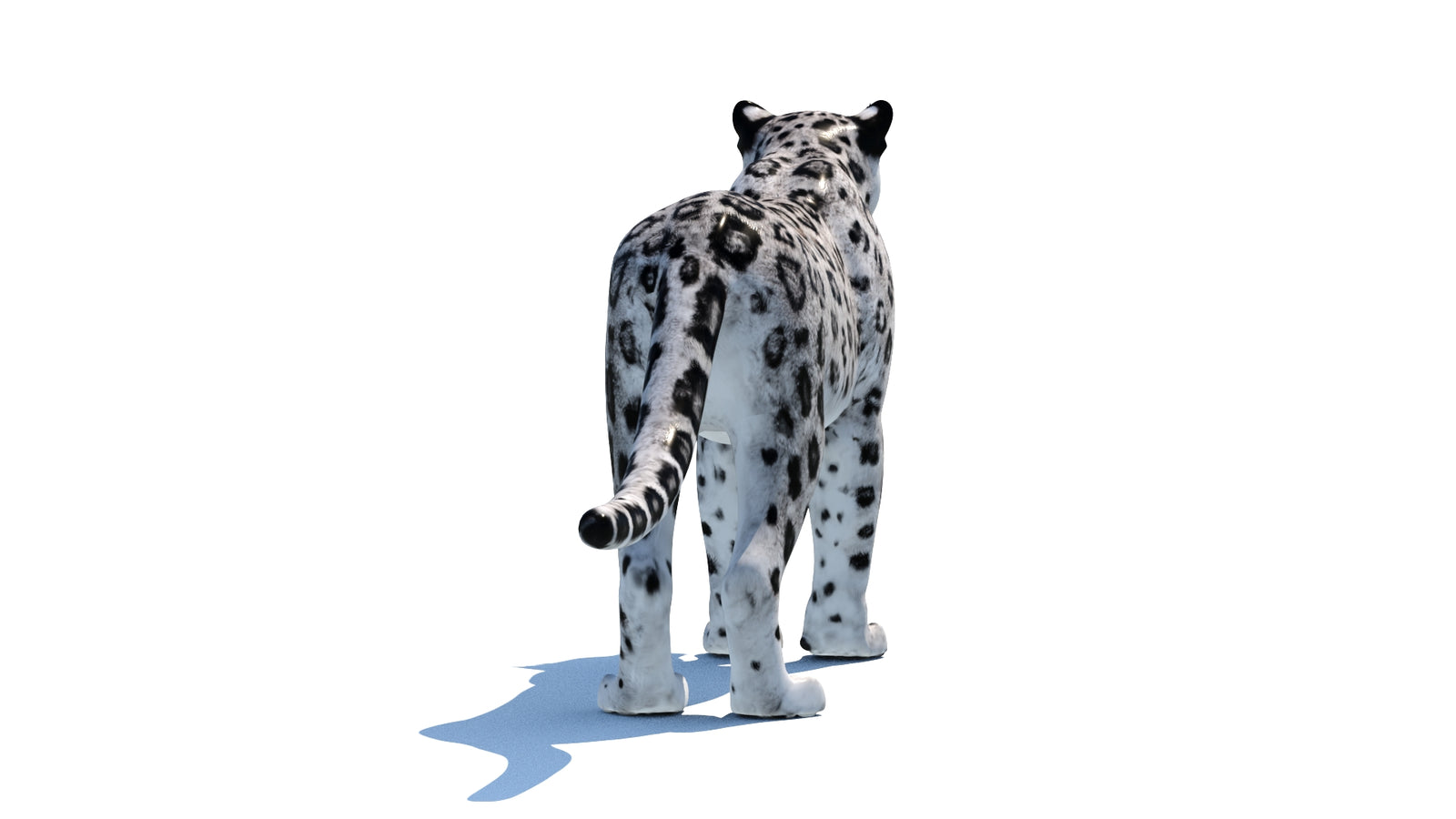 Snow Leopard 3D Model 360° view 1 frame 18