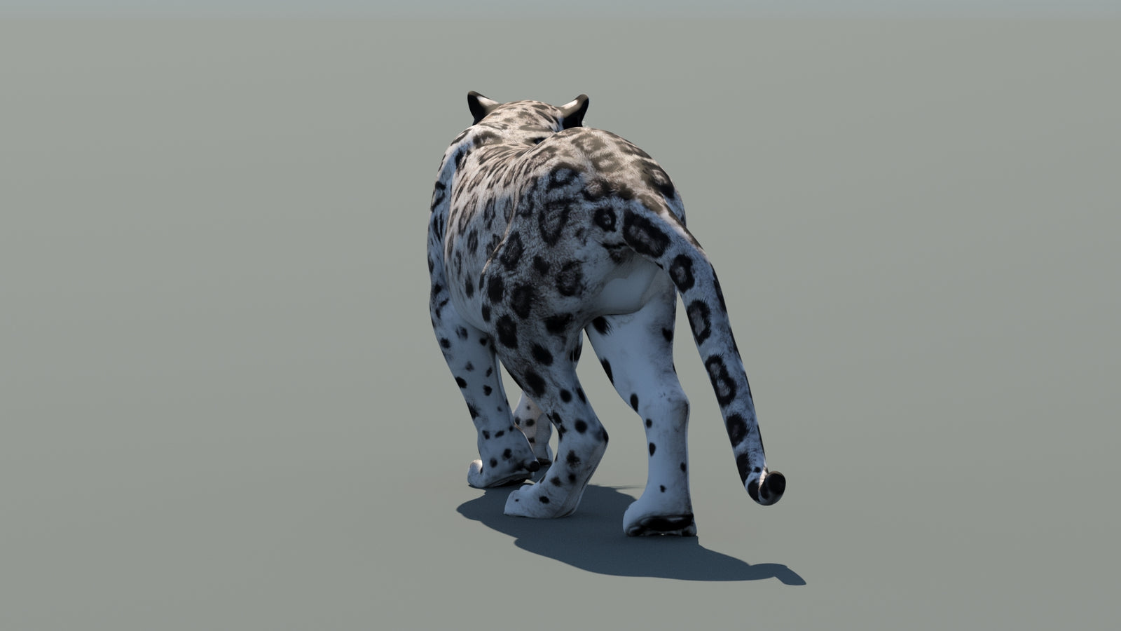 Snow Leopard 3D Model Animated 360° view 1 frame 19