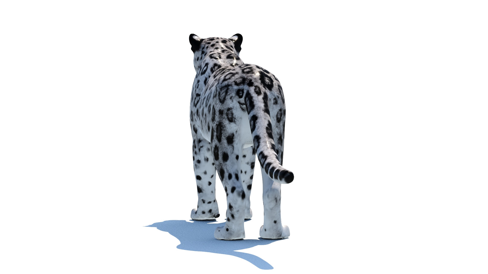 Snow Leopard 3D Model 360° view 1 frame 20