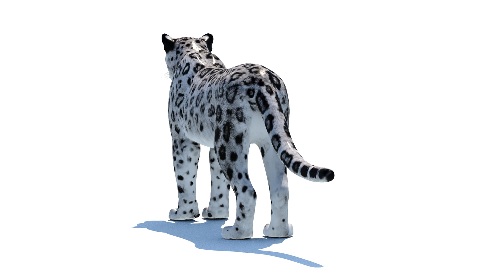 Snow Leopard 3D Model 360° view 1 frame 21