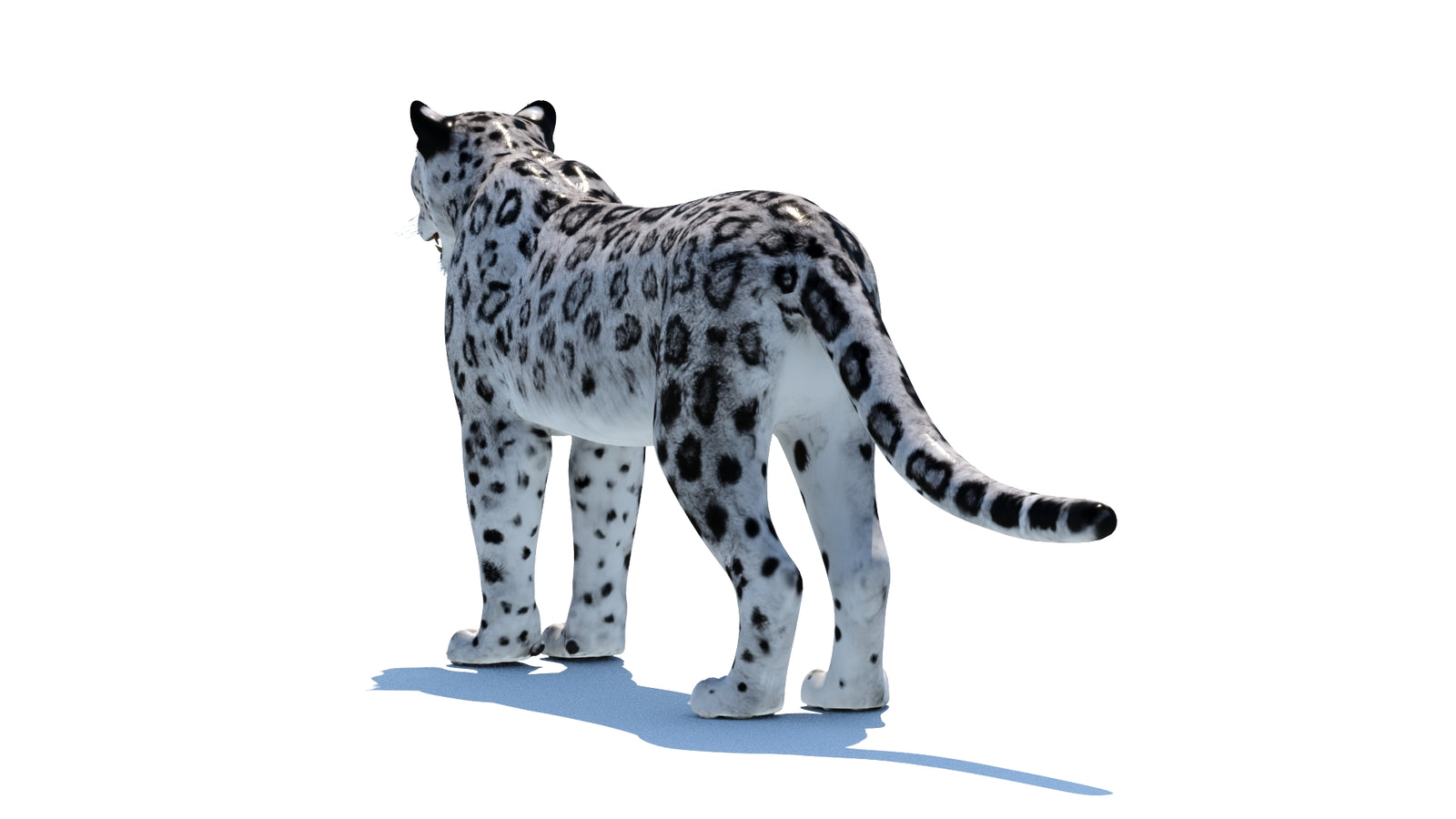 Snow Leopard 3D Model 360° view 1 frame 22
