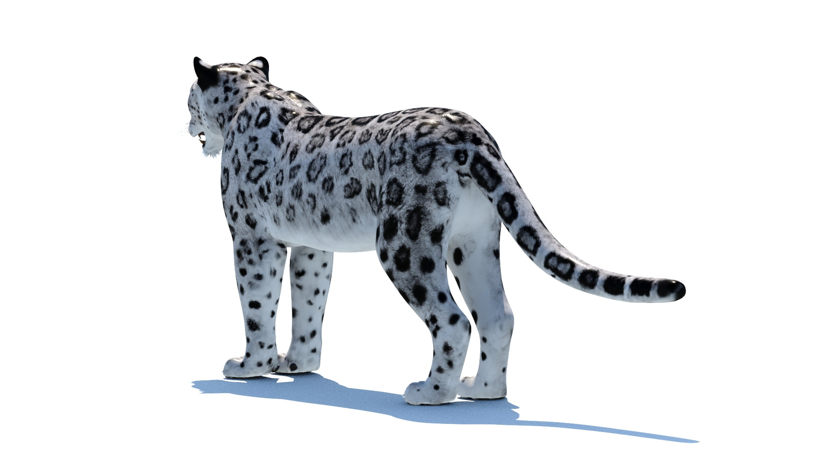 Snow Leopard 3D Model 360° view 1 frame 23