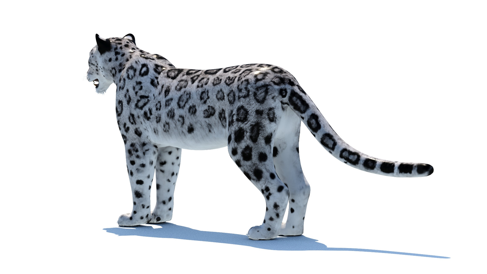 Snow Leopard 3D Model 360° view 1 frame 24