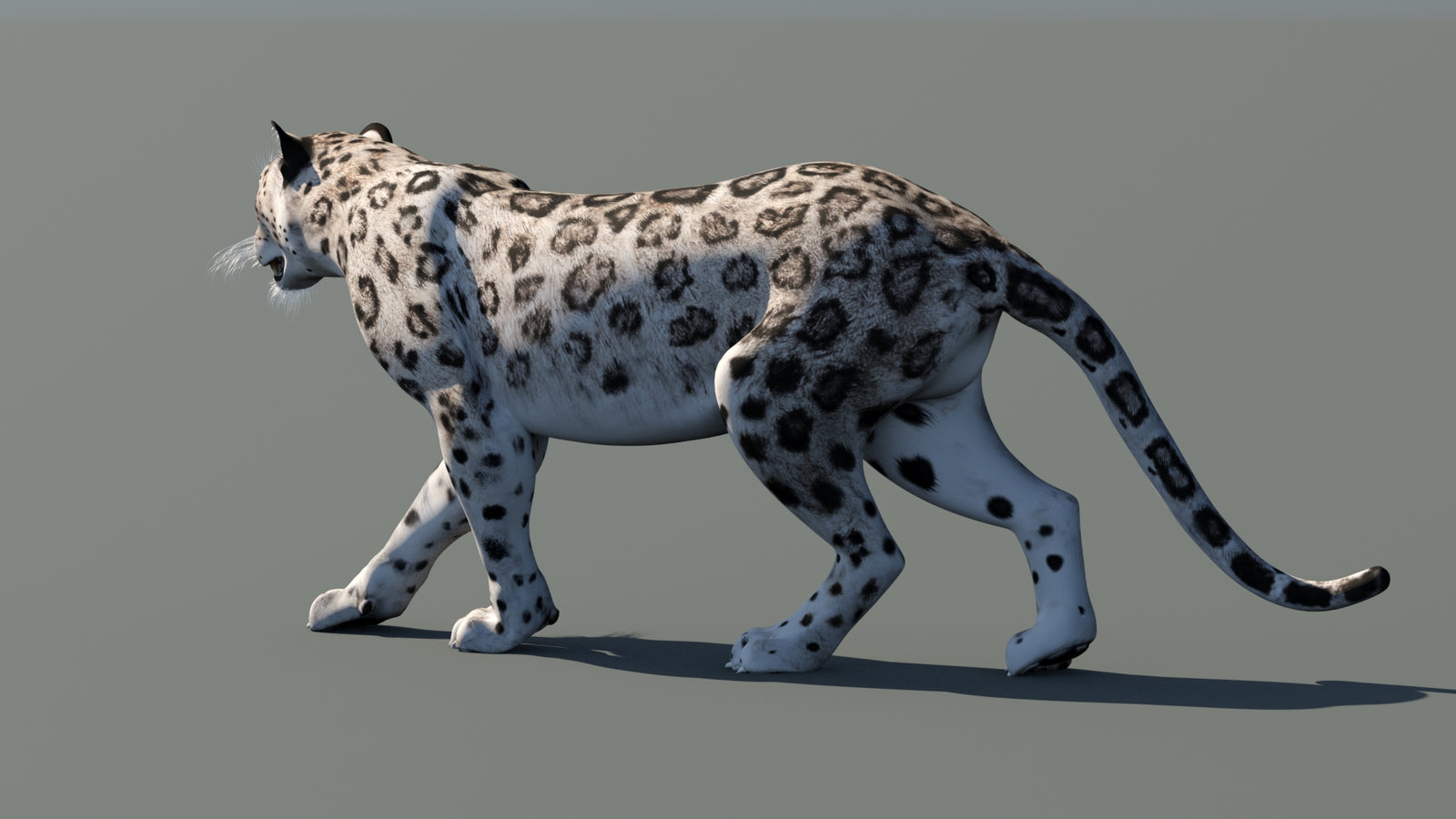 Snow Leopard 3D Model Animated 360° view 1 frame 24