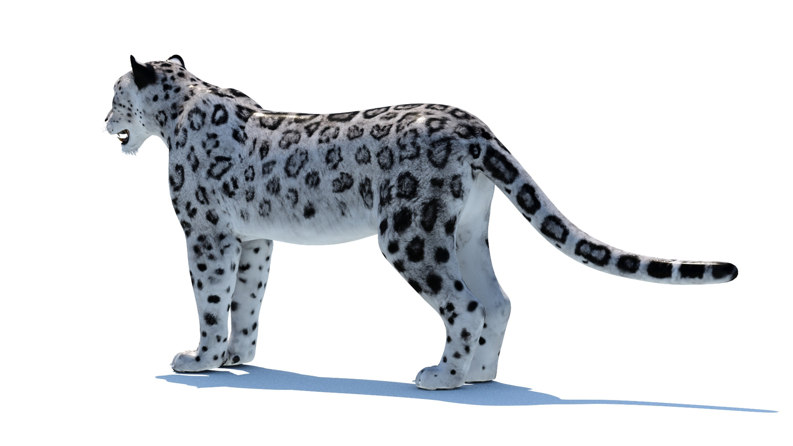Snow Leopard 3D Model 360° view 1 frame 25