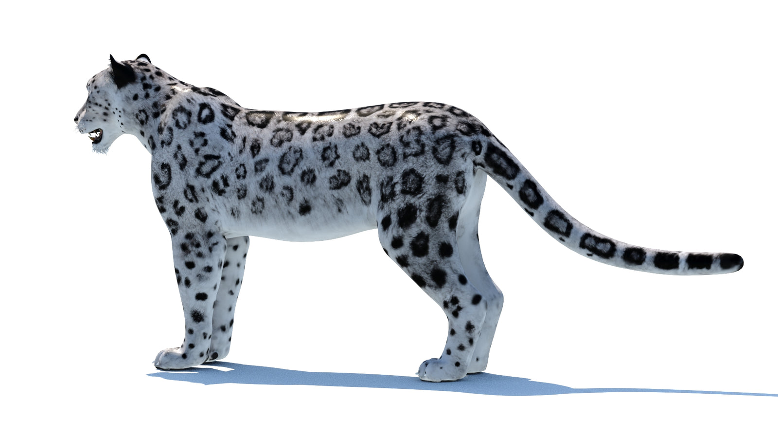 Snow Leopard 3D Model 360° view 1 frame 26