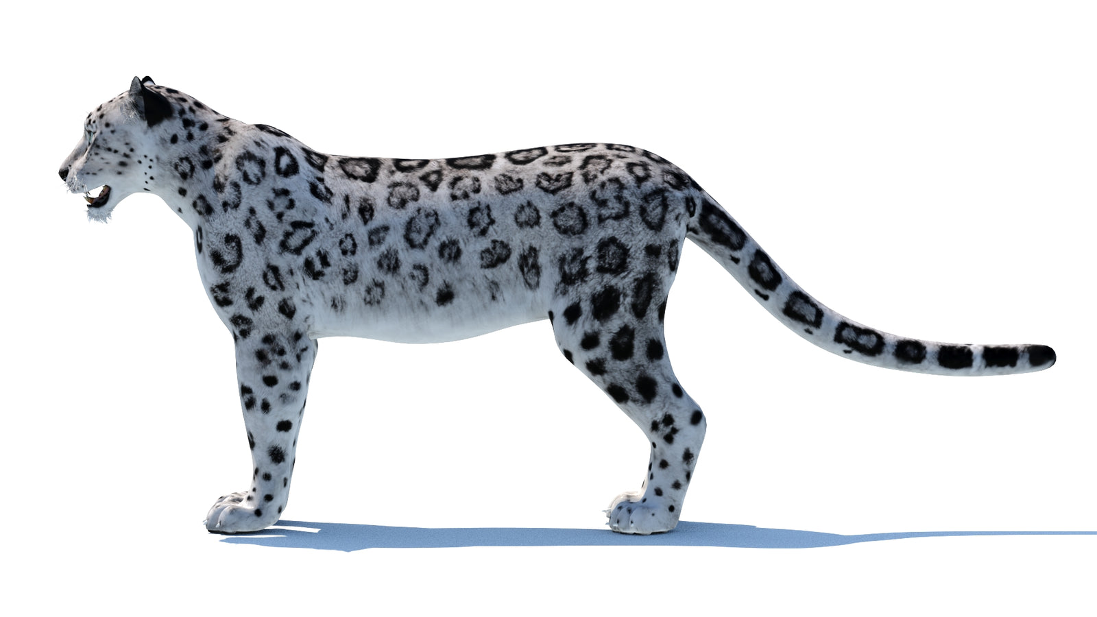 Snow Leopard 3D Model 360° view 1 frame 28