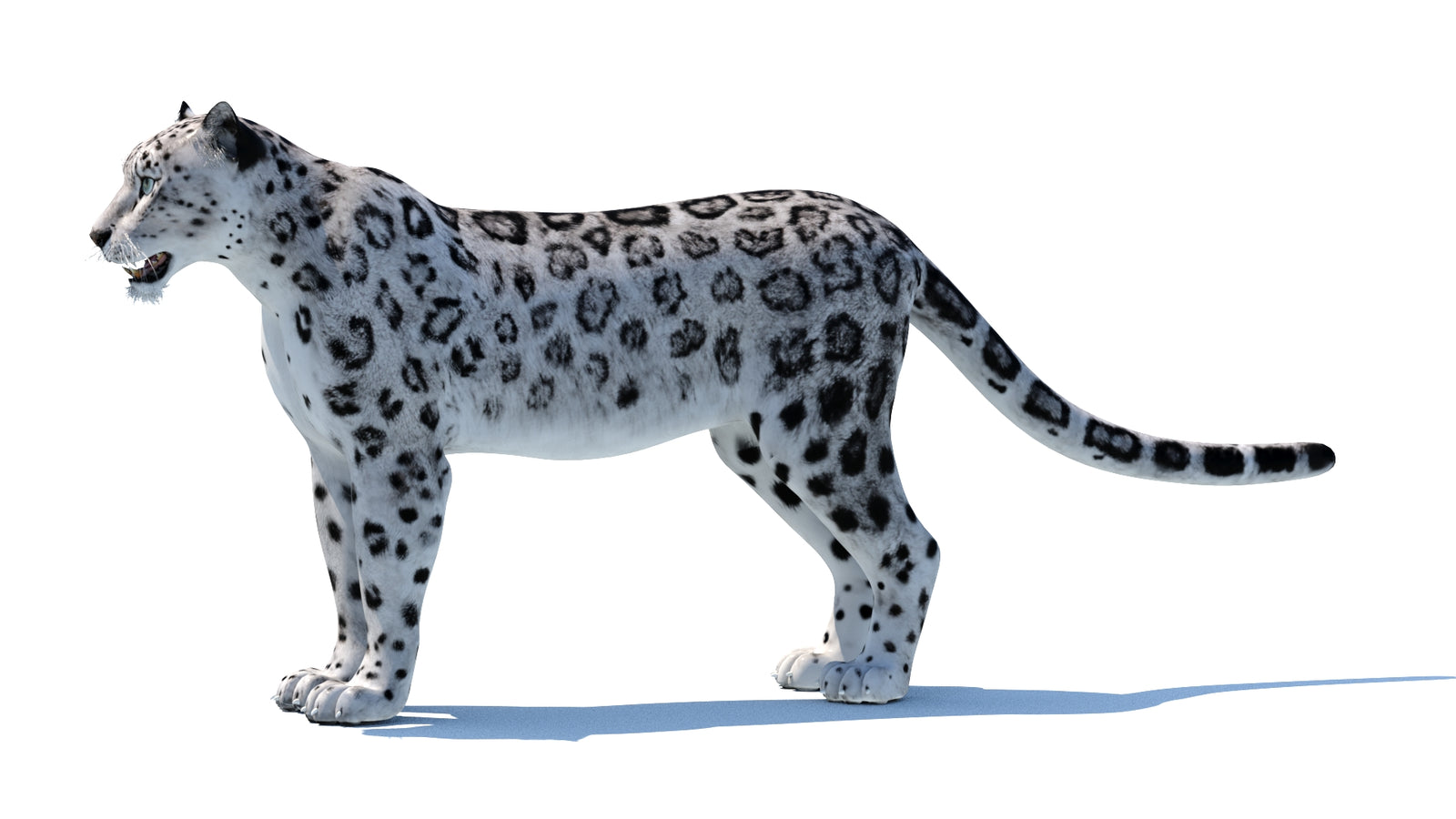 Snow Leopard 3D Model 360° view 1 frame 30