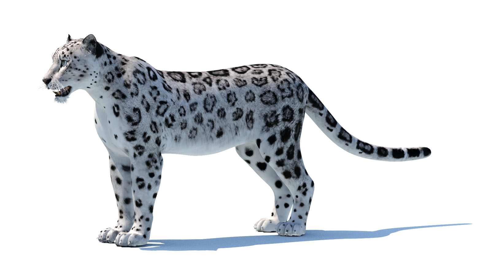 Snow Leopard 3D Model 360° view 1 frame 31