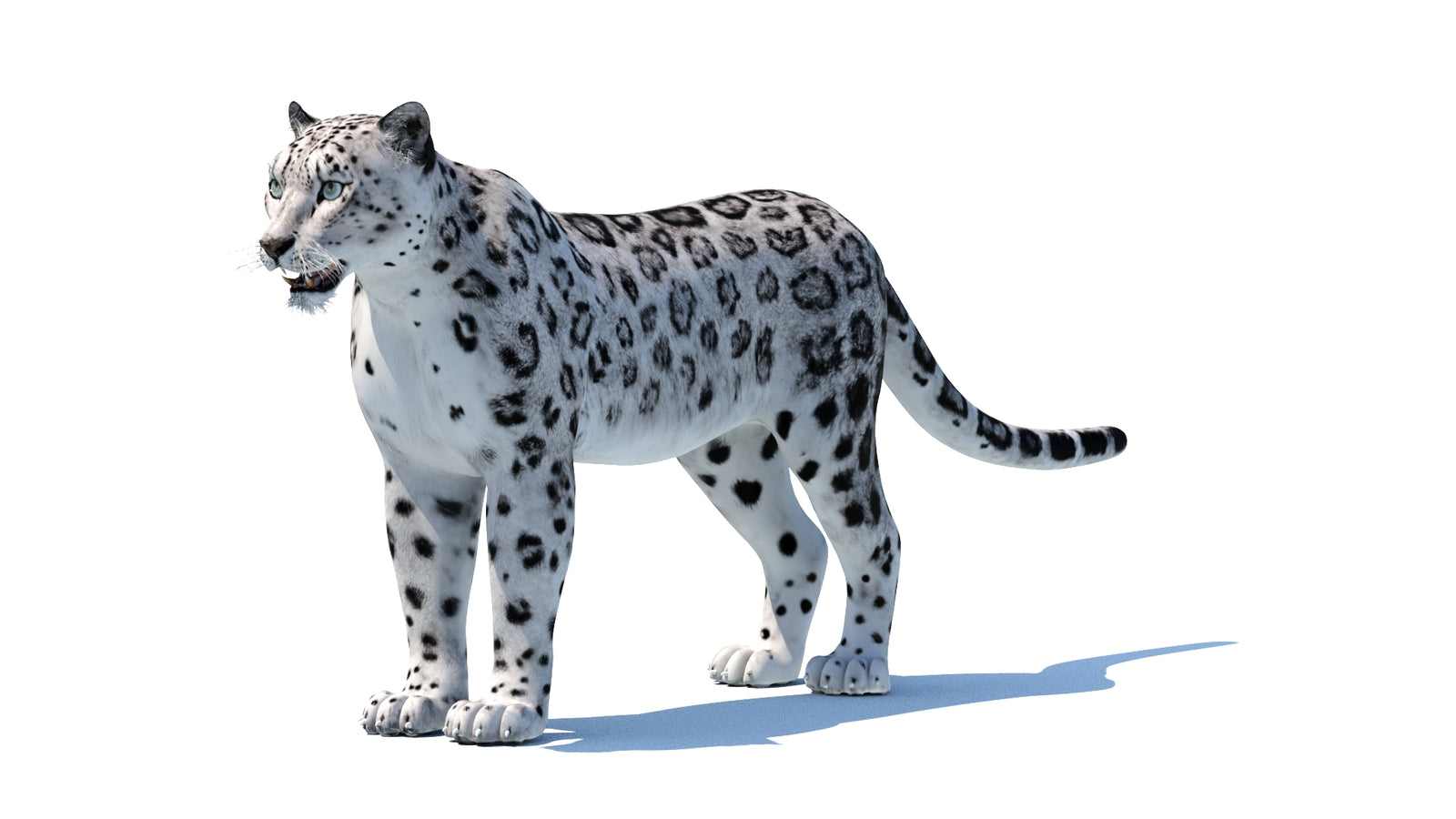 Snow Leopard 3D Model 360° view 1 frame 33