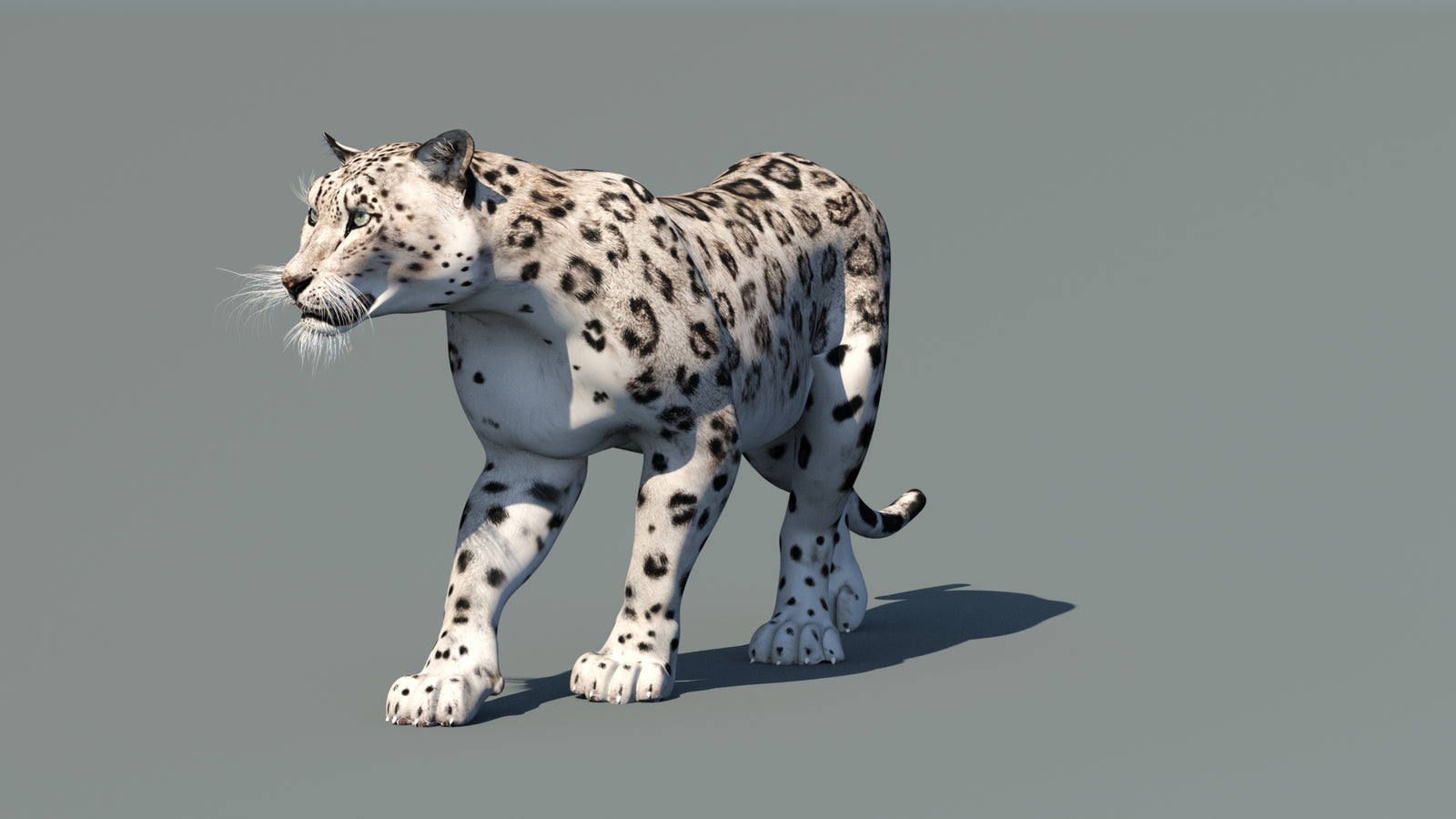 Snow Leopard 3D Model Animated 360° view 1 frame 33