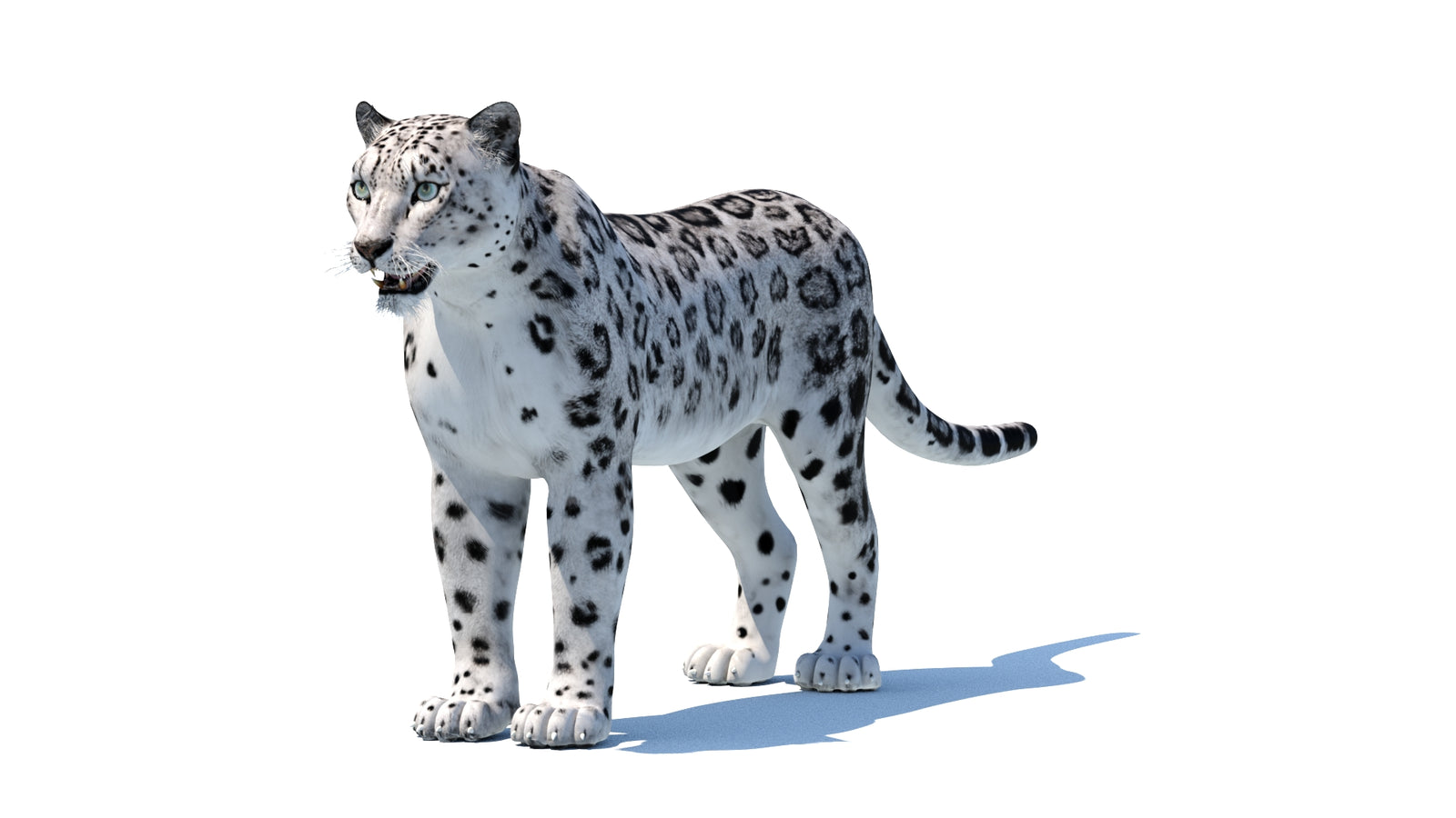 Snow Leopard 3D Model 360° view 1 frame 34